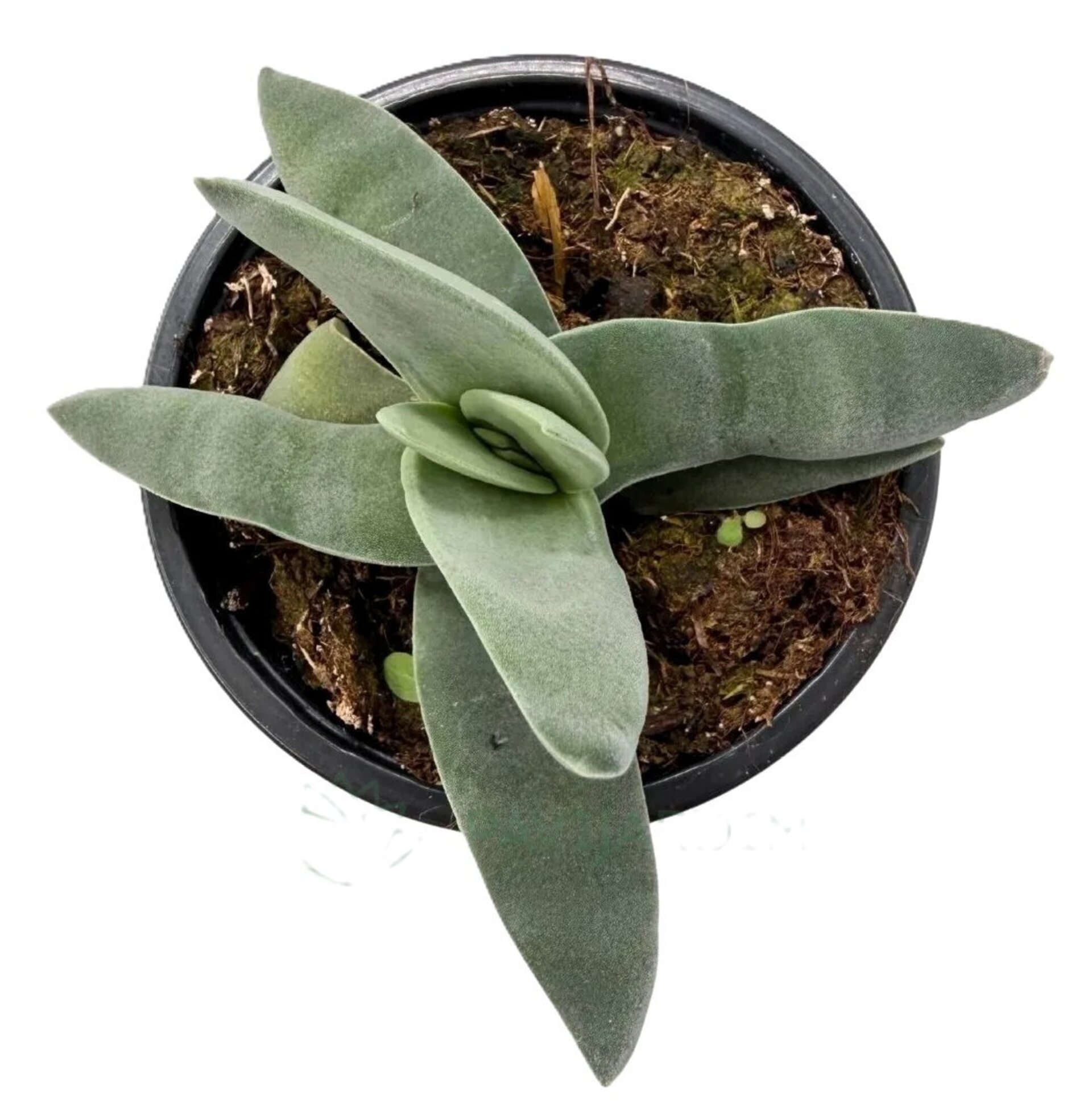 Crassula perfoliata var. falcata (planta aleta de tiburón) - 2