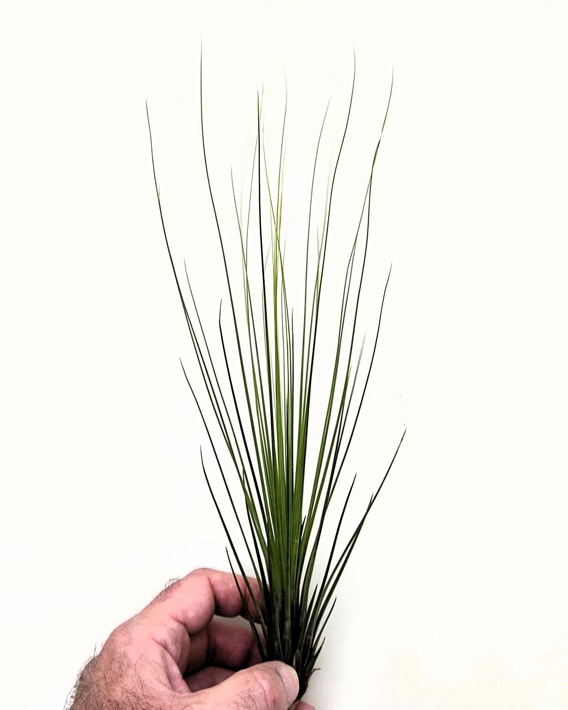 Tillandsia juncifolia - 5