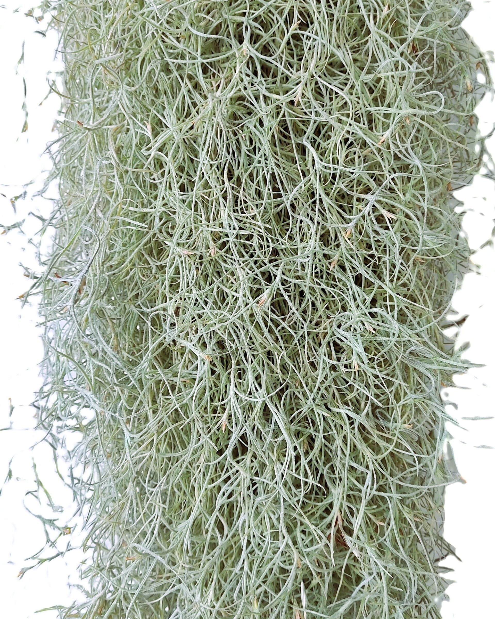 Tillandsia usneoides [standard] L (barba de viejo [larga y ancha]) - 1
