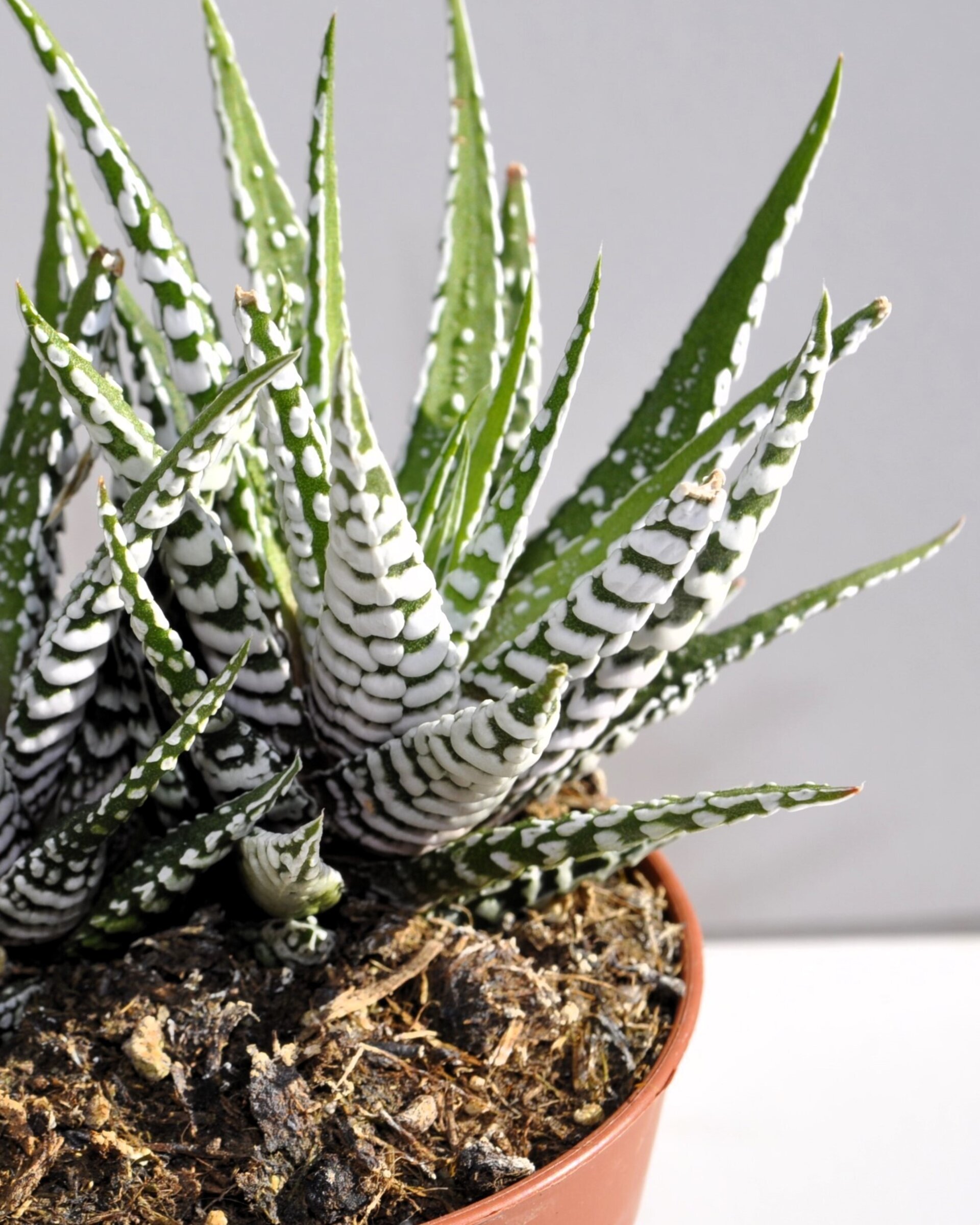 Lote Haworthias Curiosas - 3 ejemplares - 4