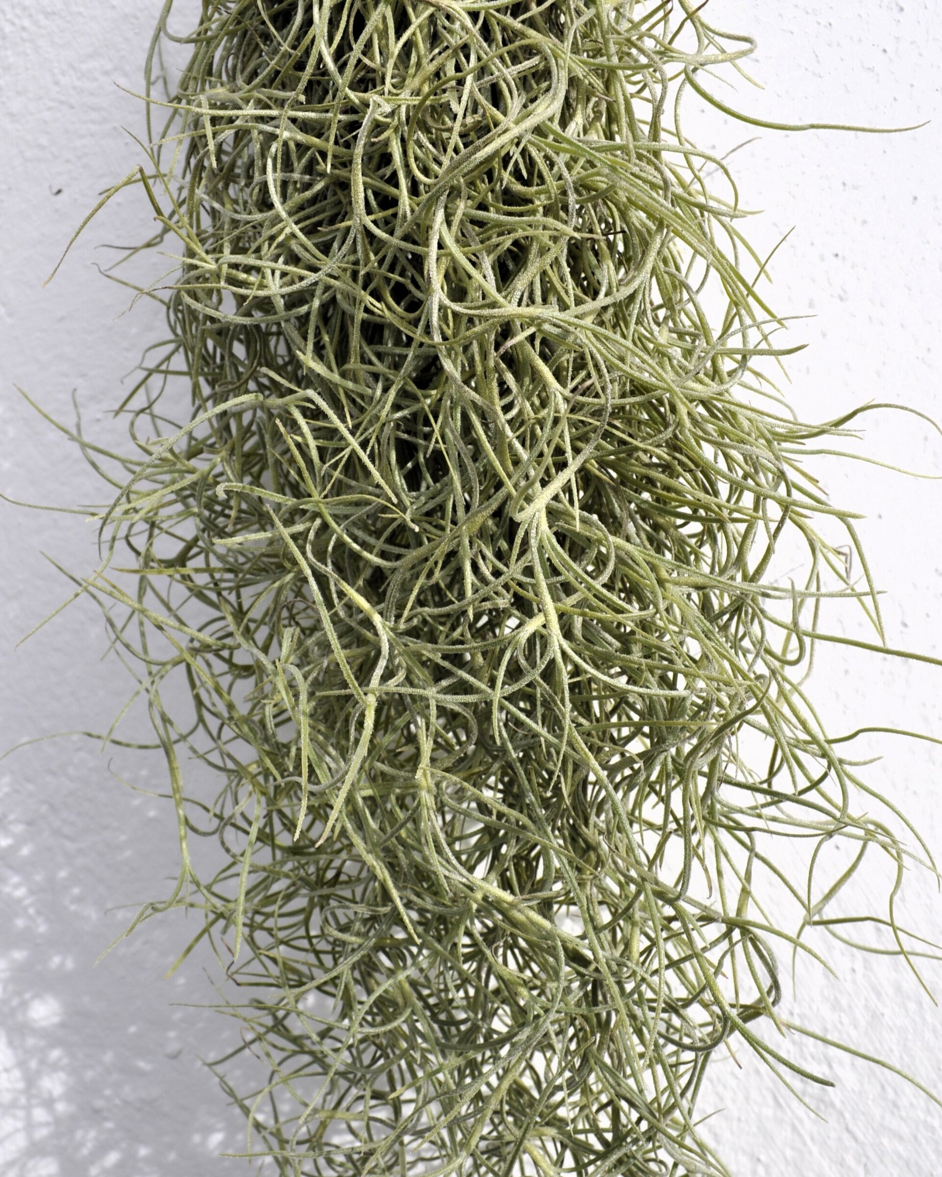 Tillandsia usneoides (standard) - 3