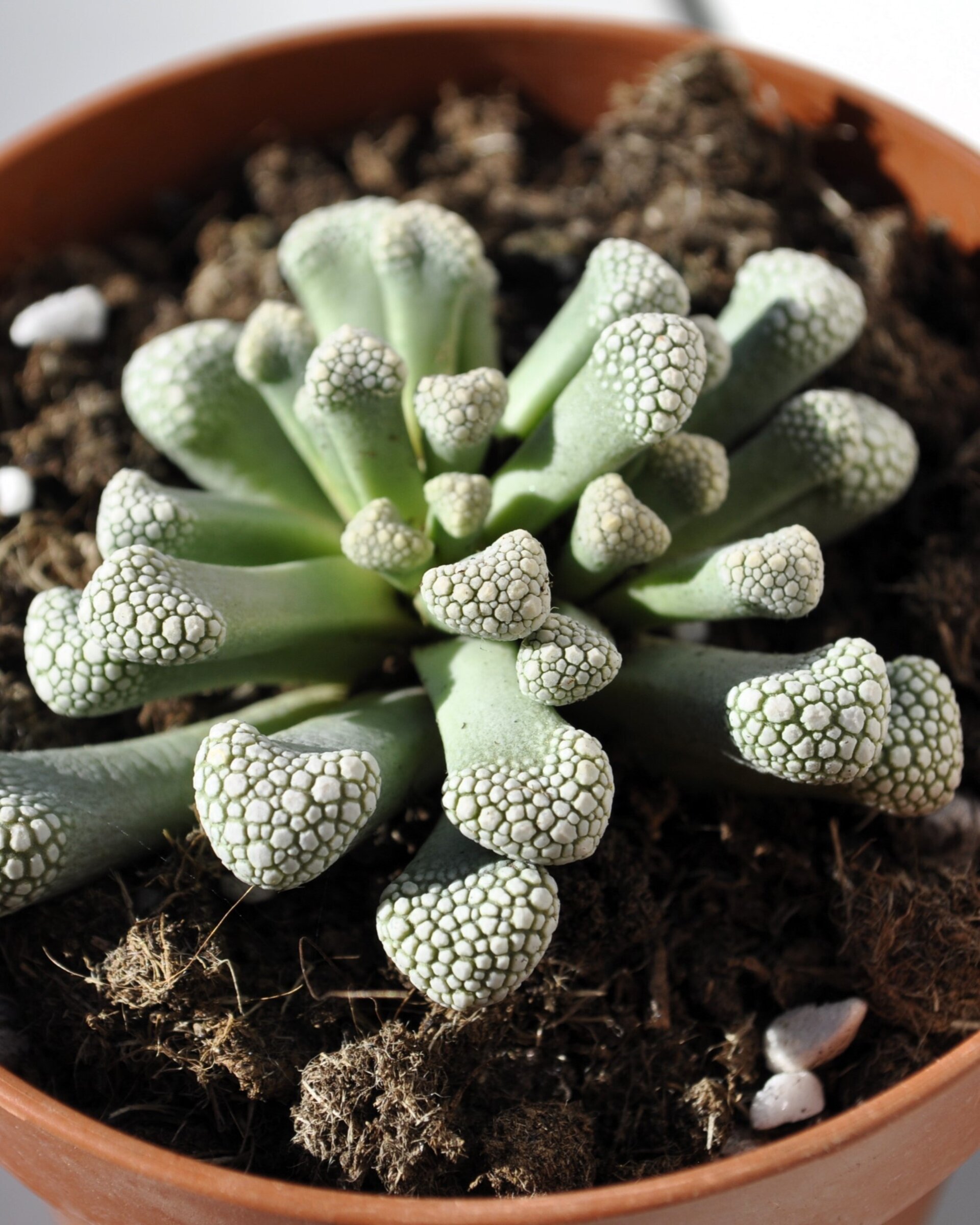 Titanopsis schwantesii - 8