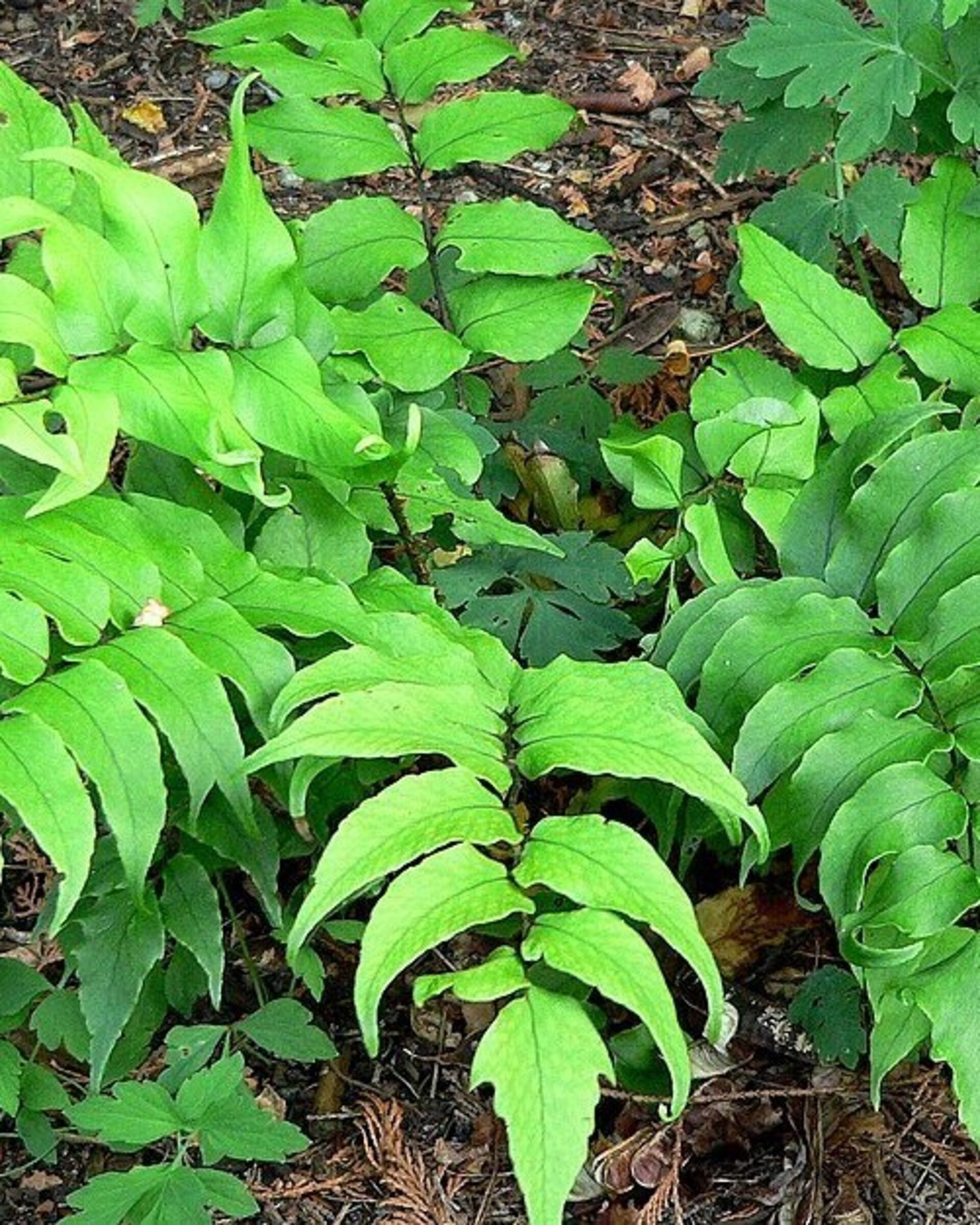 Cyrtomium falcatum (helecho acebo) - 1