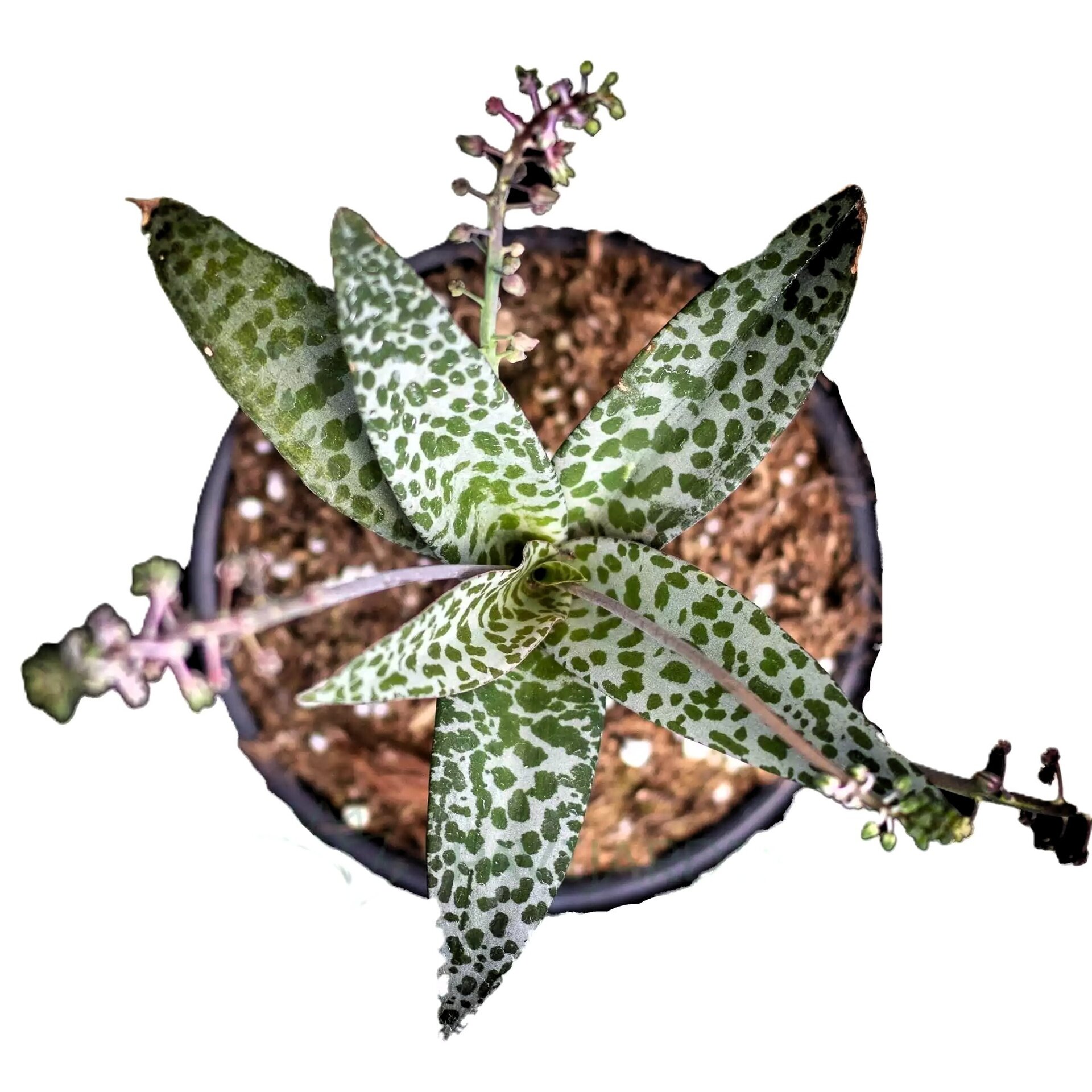 Scilla violacea (planta jirafa, cebolla de la suerte) - 1