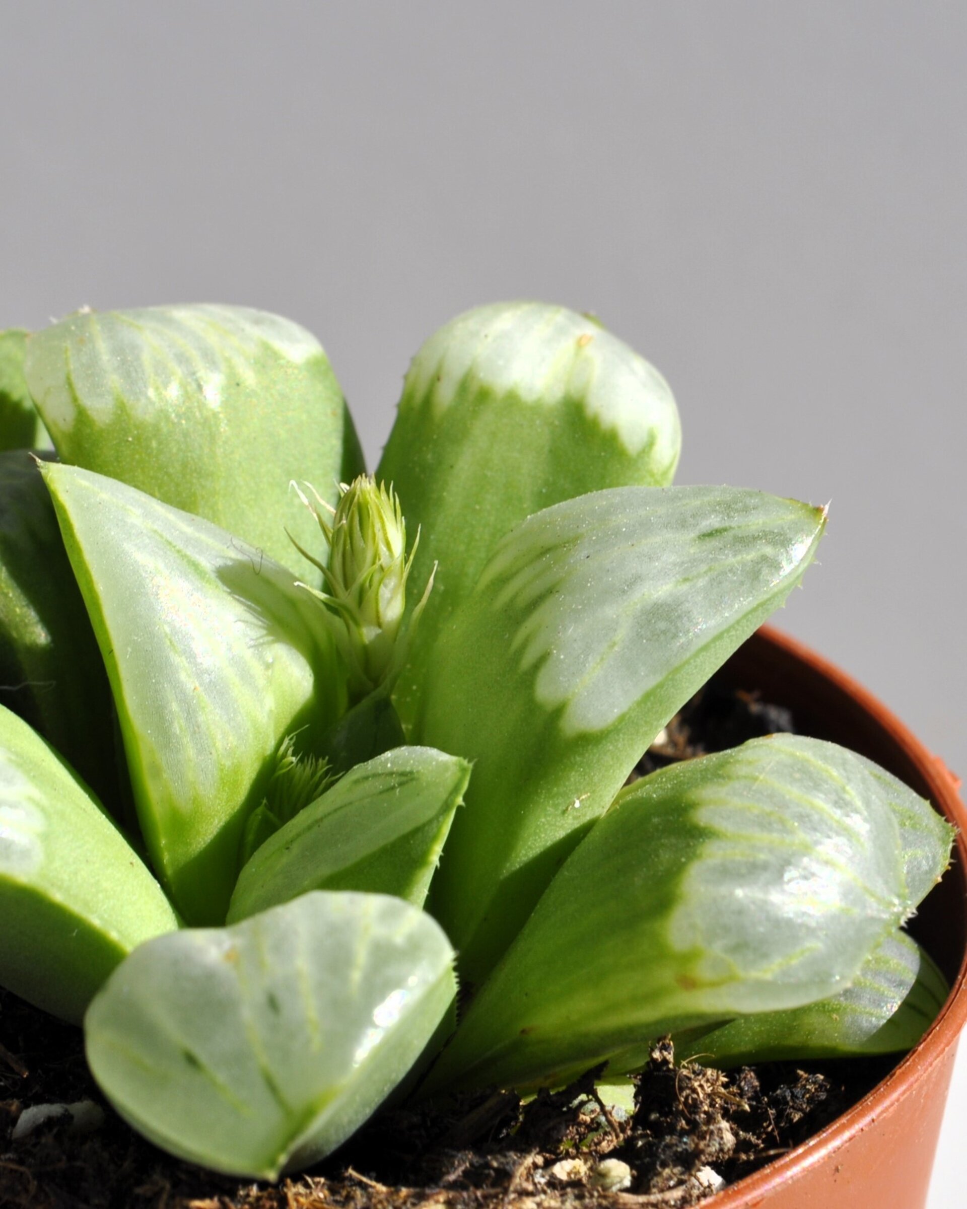 Haworthia 'Byakuya' (estrella de medianoche) - 5