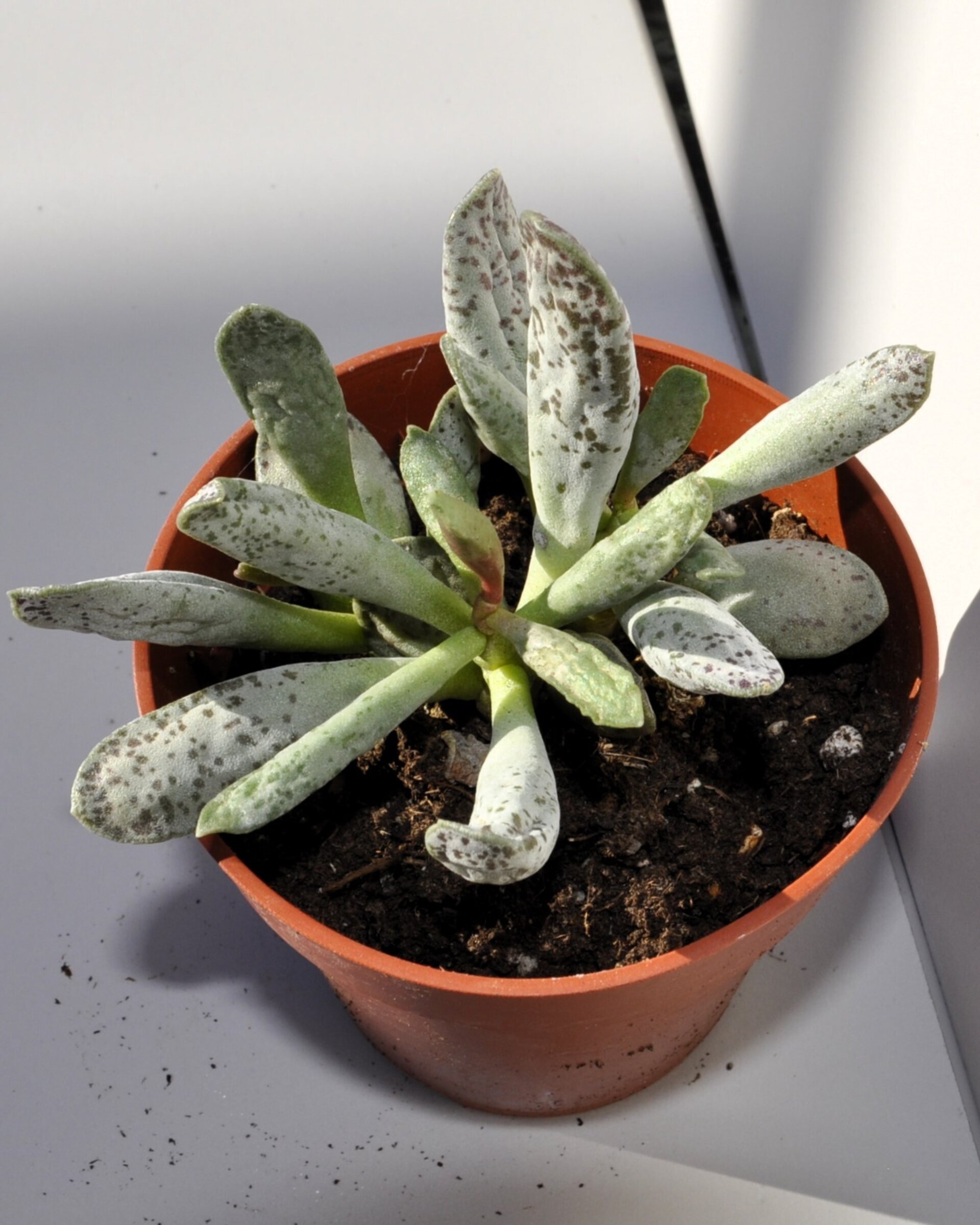 Adromischus filicaulis - 5