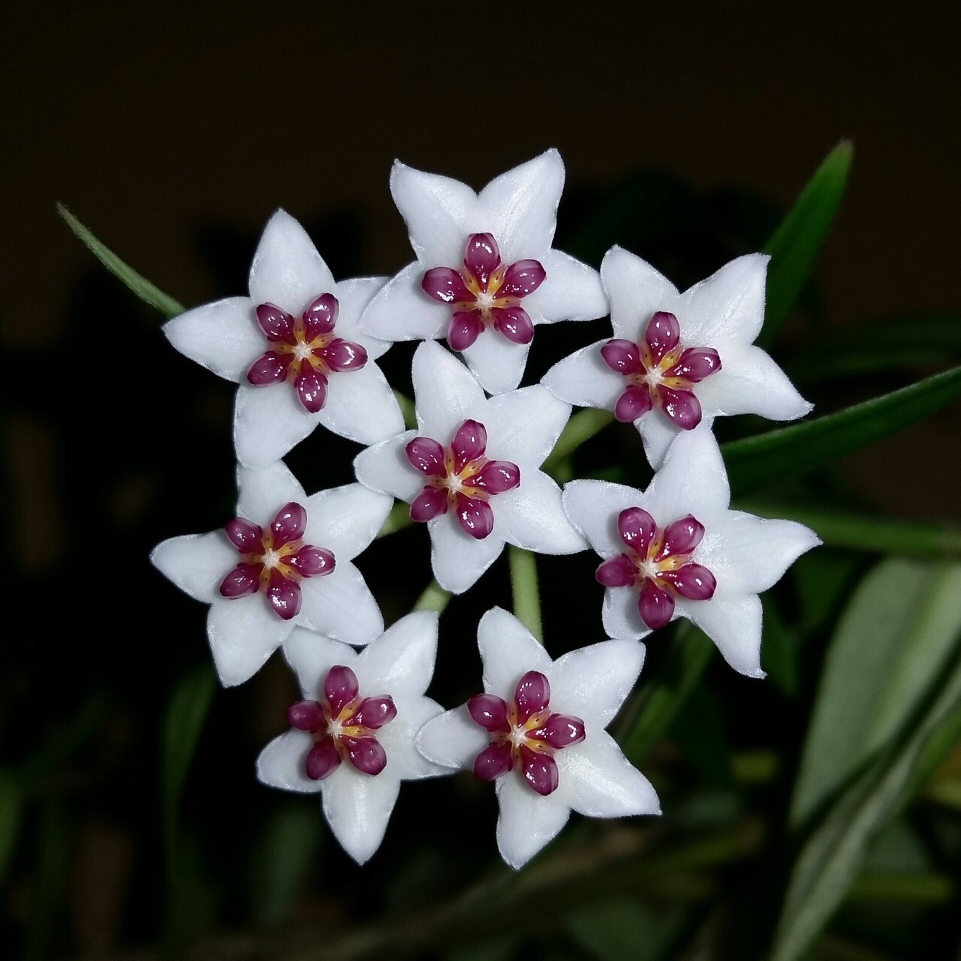 Hoya carnosa (flor de cera) - 1