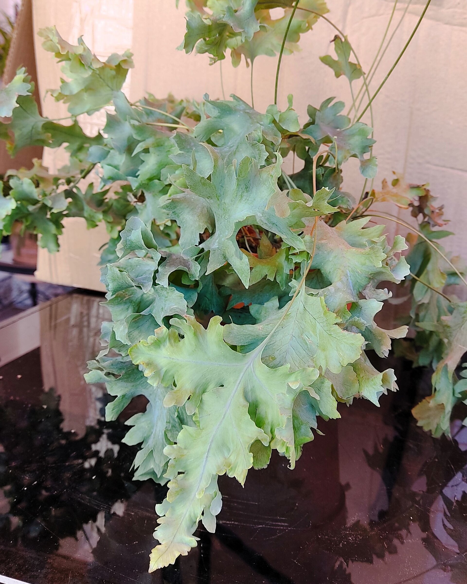 Phlebodium aureum 'Davana' (helecho azul) - 1