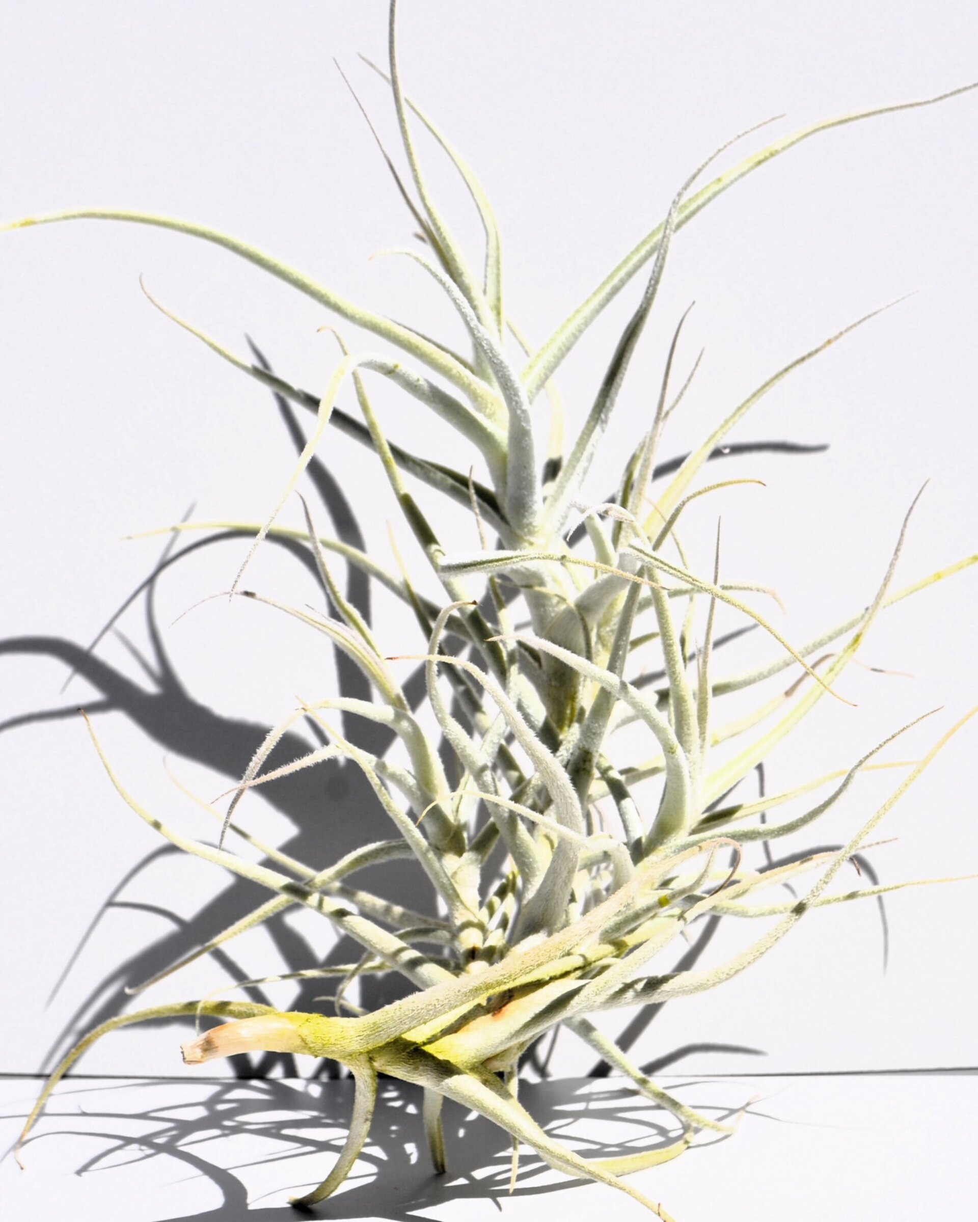 Tillandsia paleacea - 1