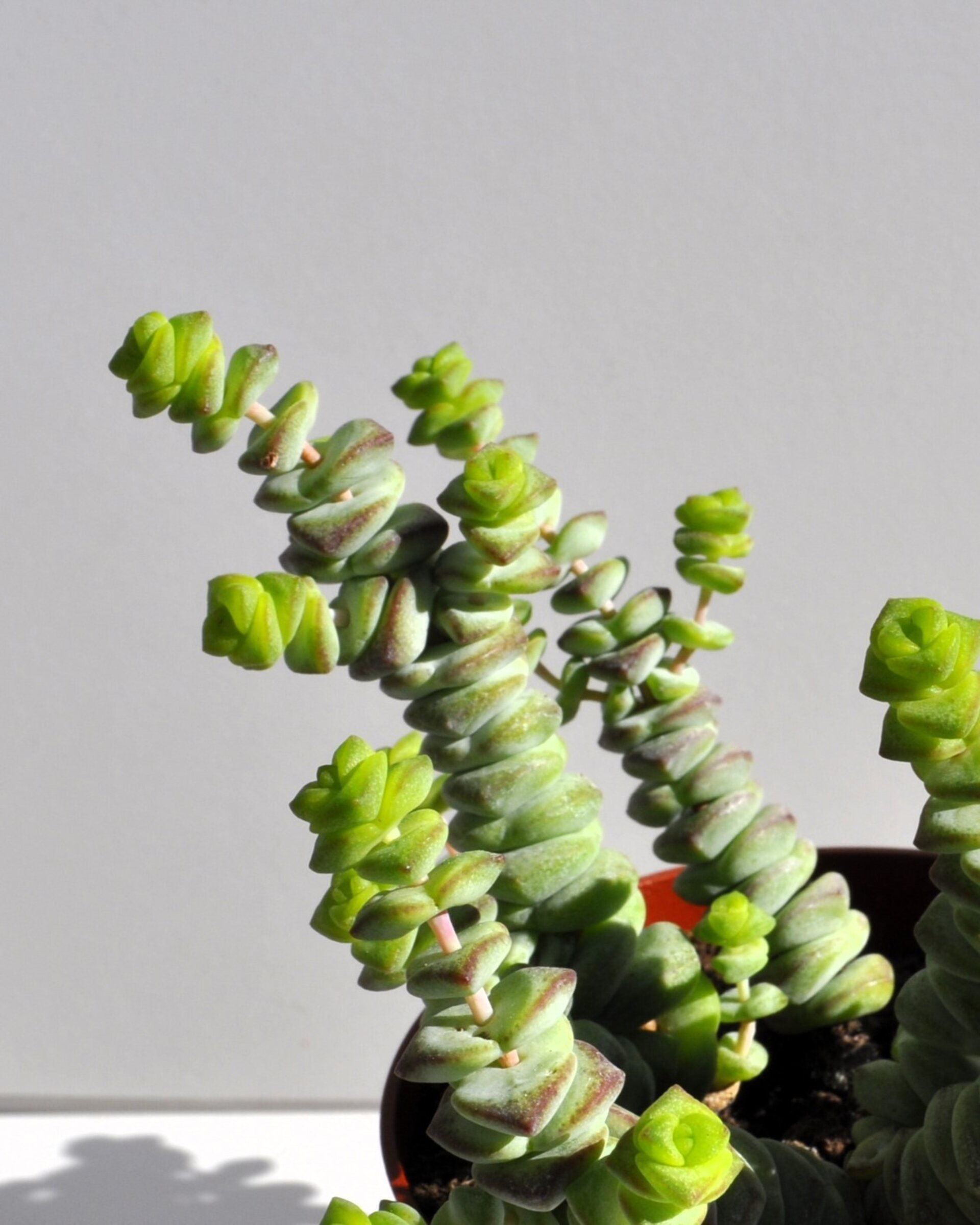 Crassula marnieriana Baby Jade Necklace (collar de jade, pagoda china) - 1