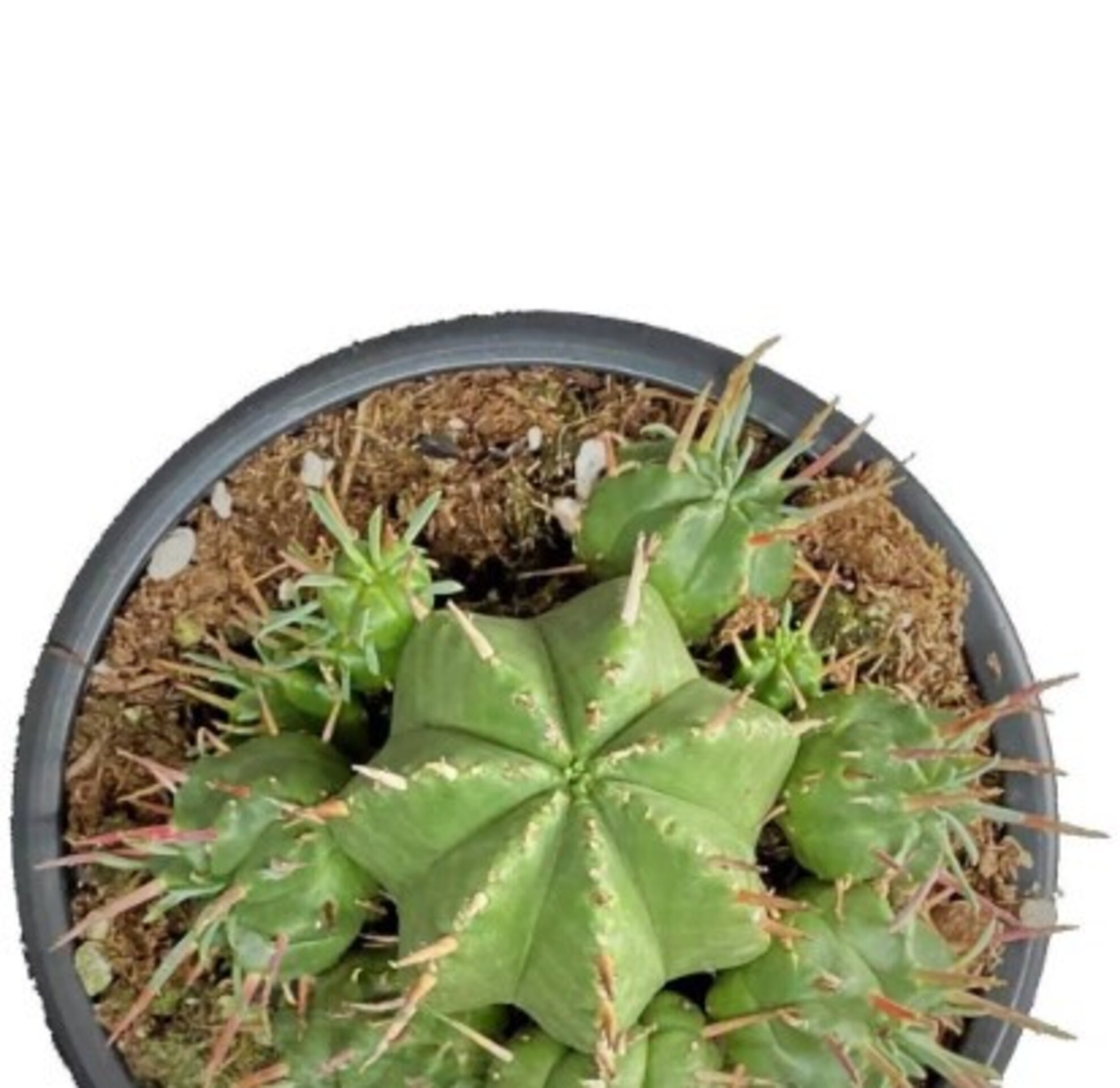 Euphorbia meloformis - 1
