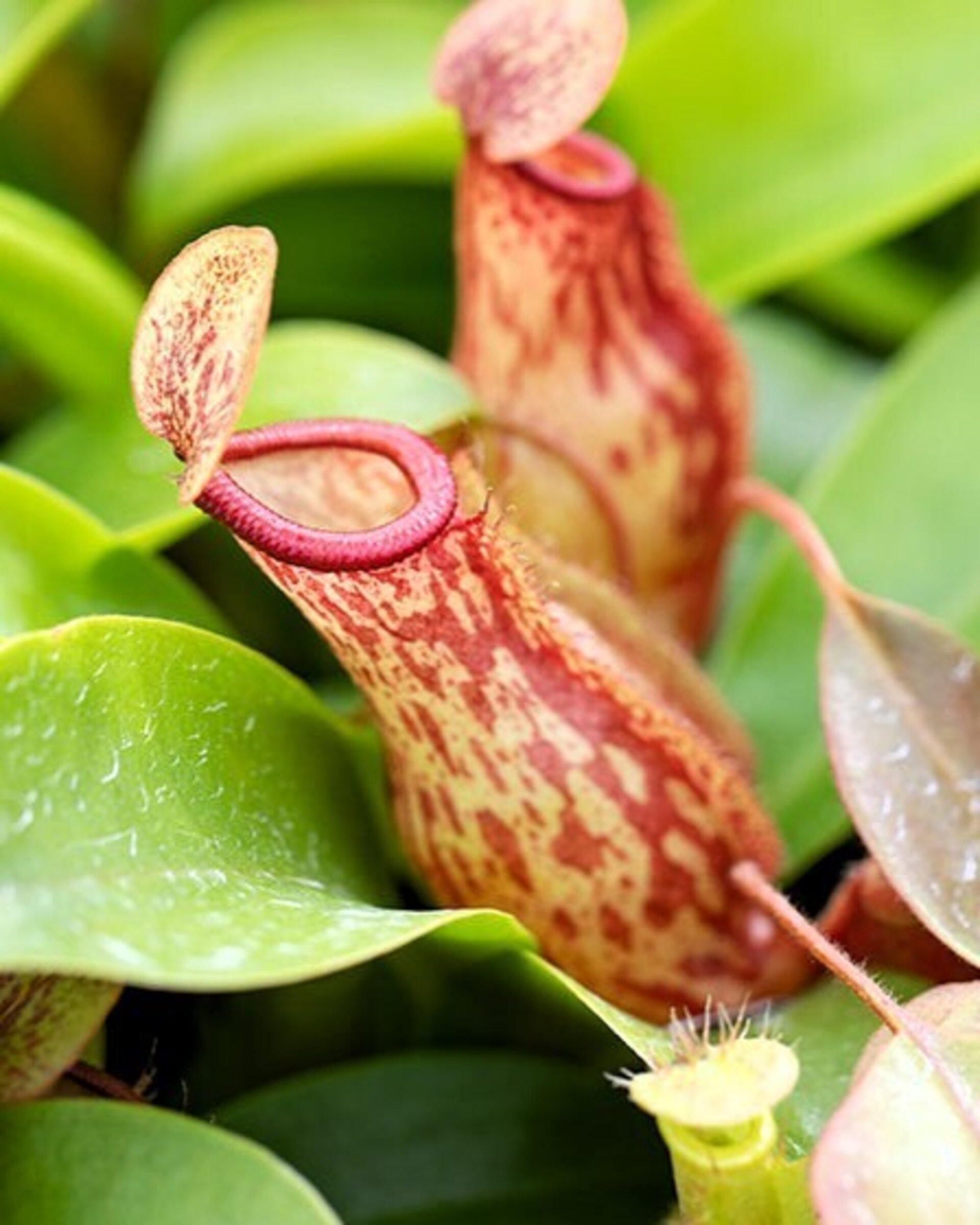 Planta carnívora Nepenthes sp. M5,5 (planta jarro, copa de mono) - 1