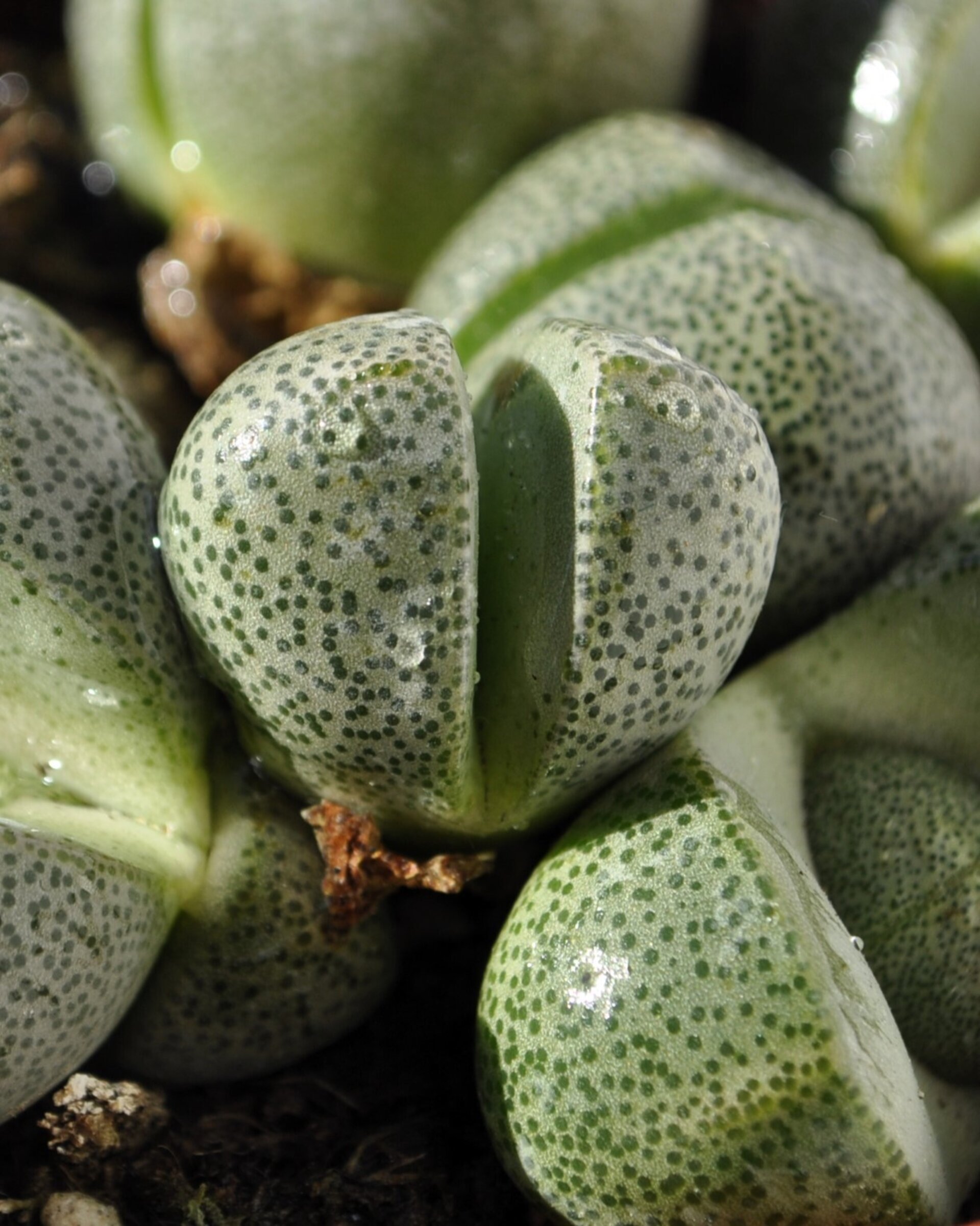 Pleiospilos nelii - 7