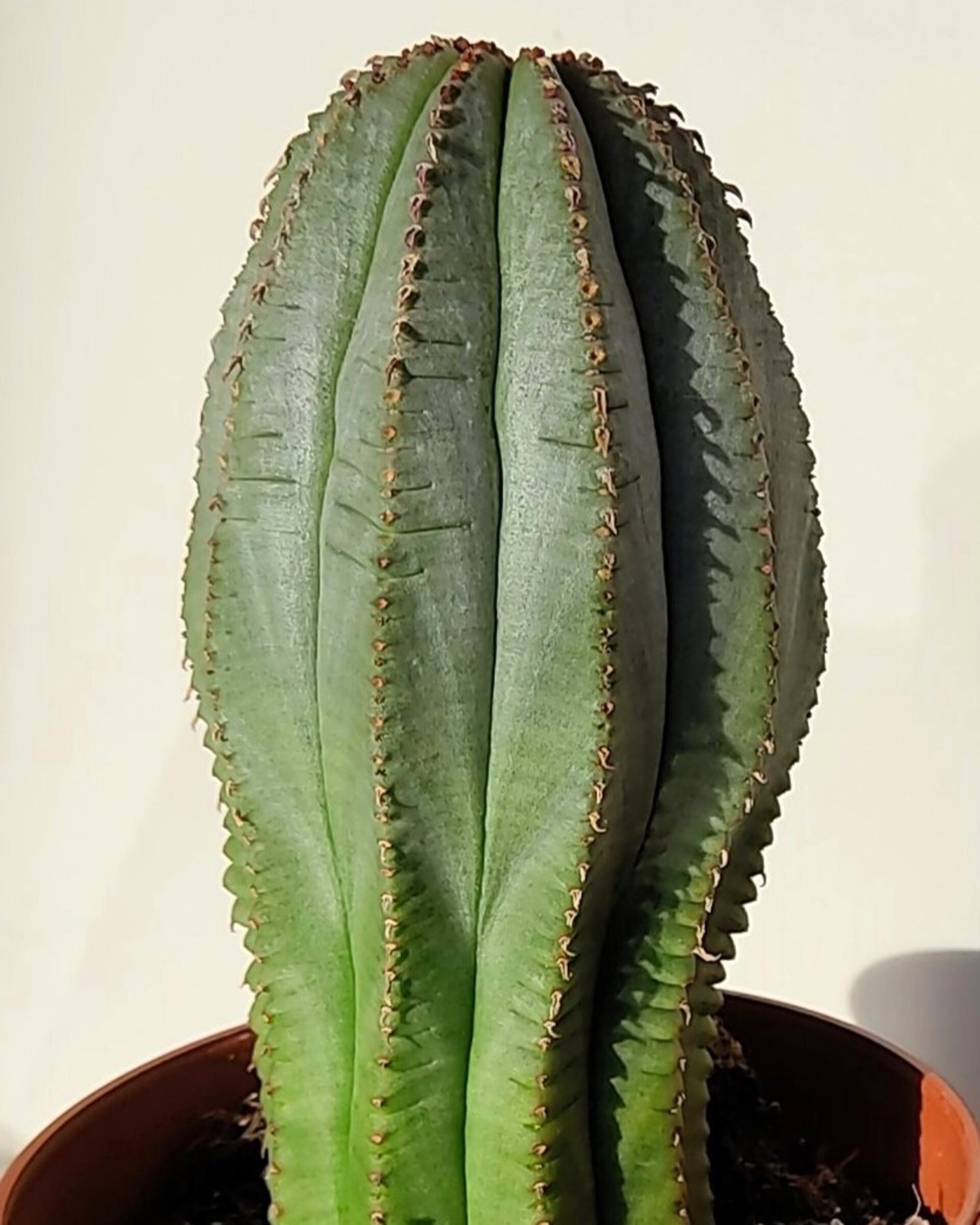 Euphorbia cv. 'William Denton' - 1
