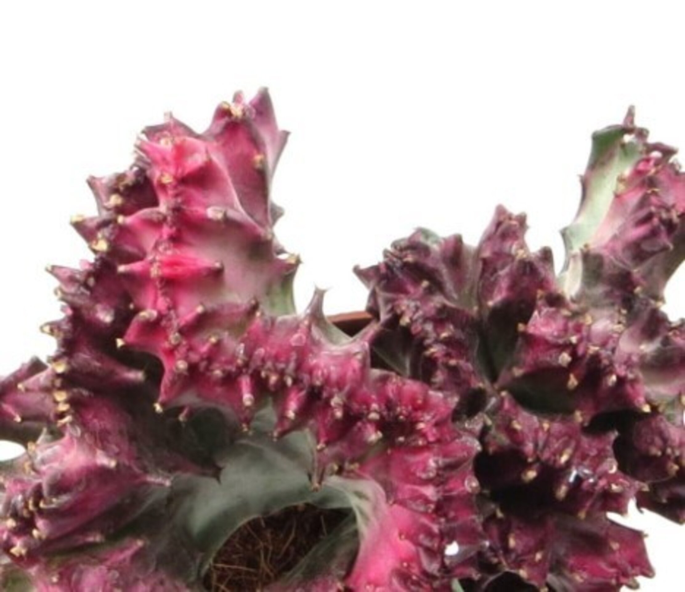 Euphorbia lactea 'Variegata Cristata' [injertada] - 2