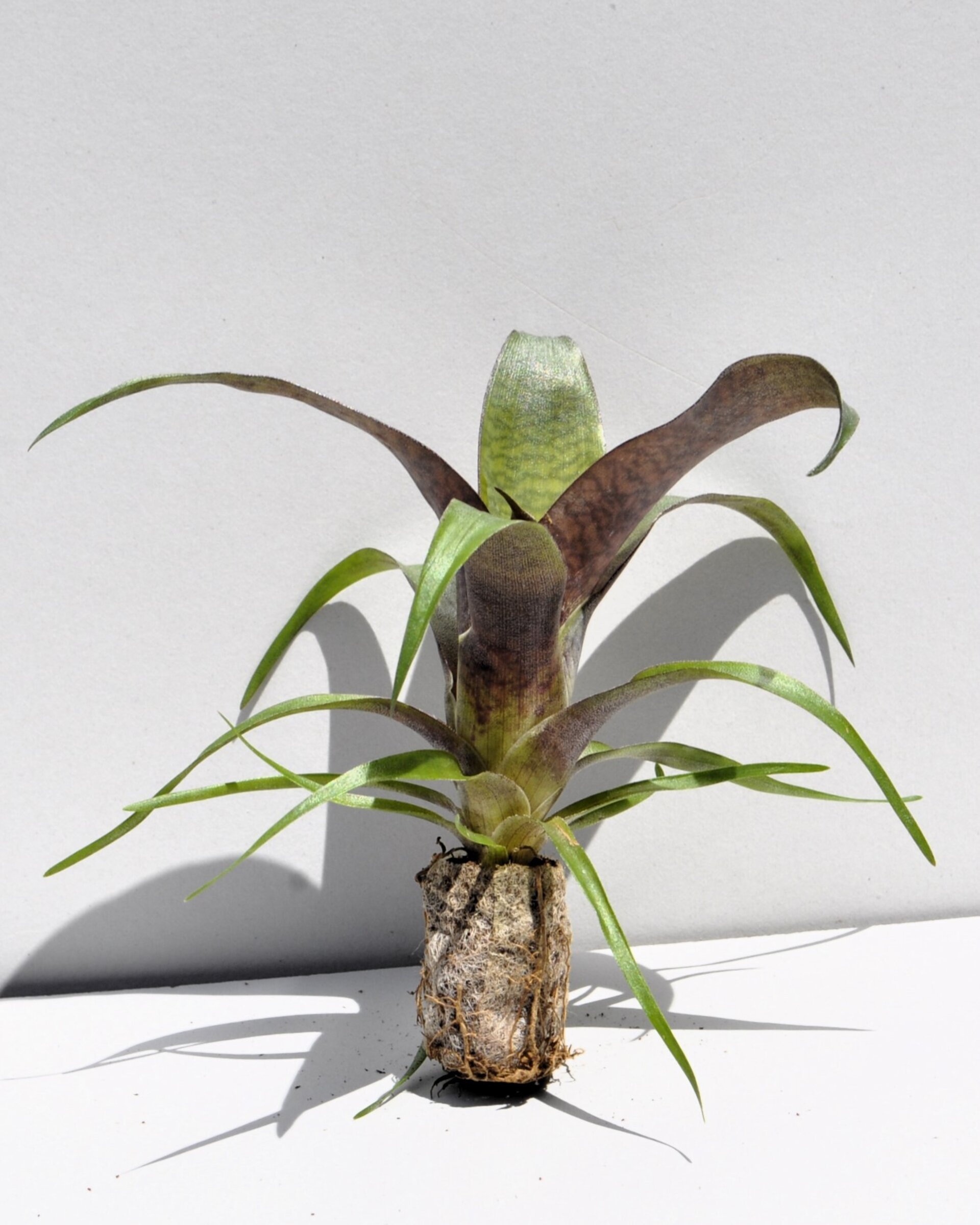 Lote Iniciación a las Minibromelias - 4 ejemplares - 5