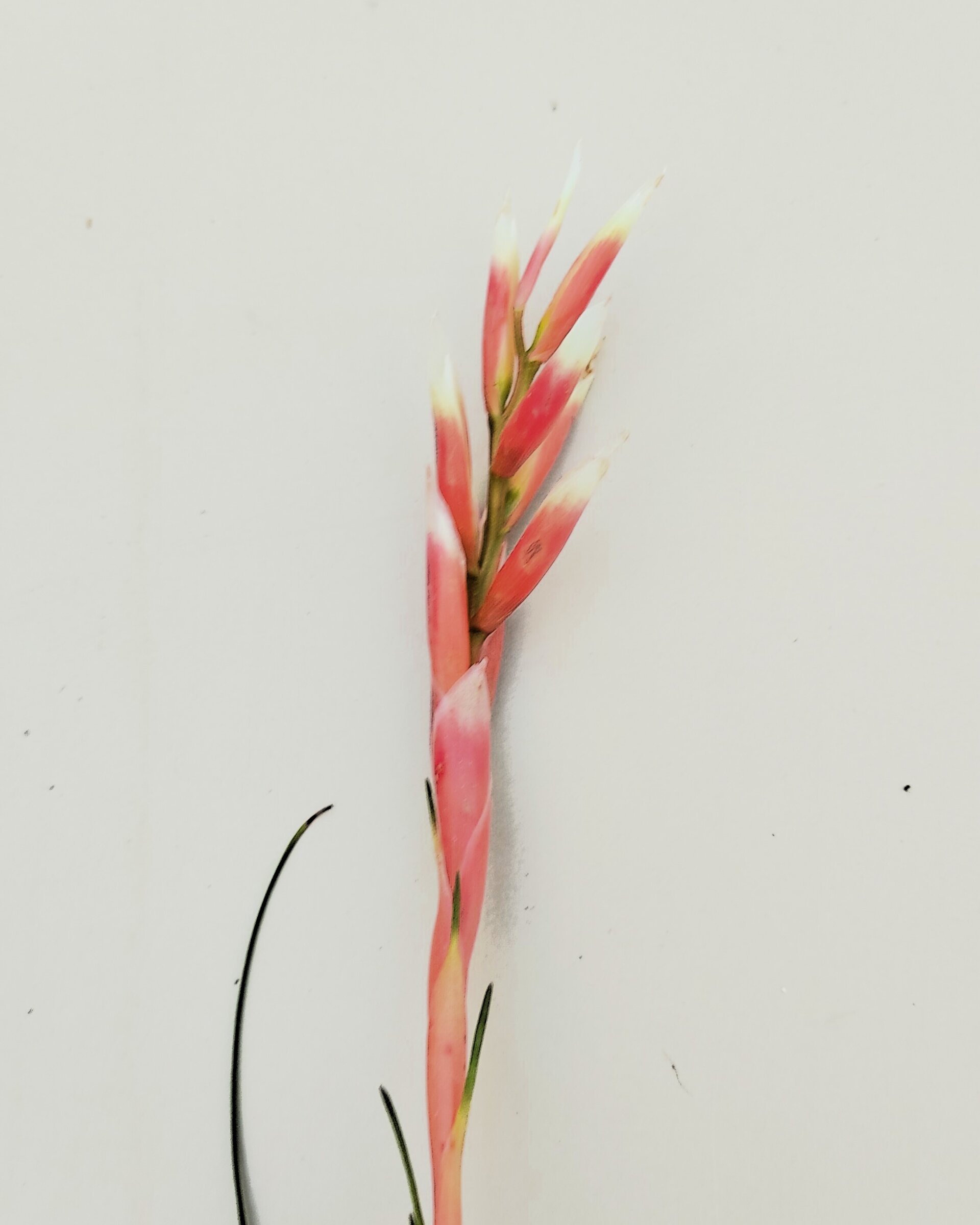 Vriesea correia araujoi - 4