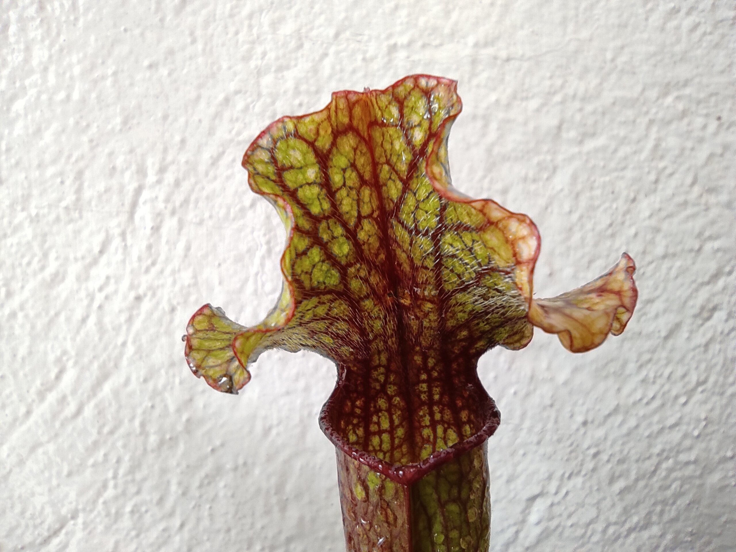 Planta carnívora Sarracenia sp. (sarracenia) - 1