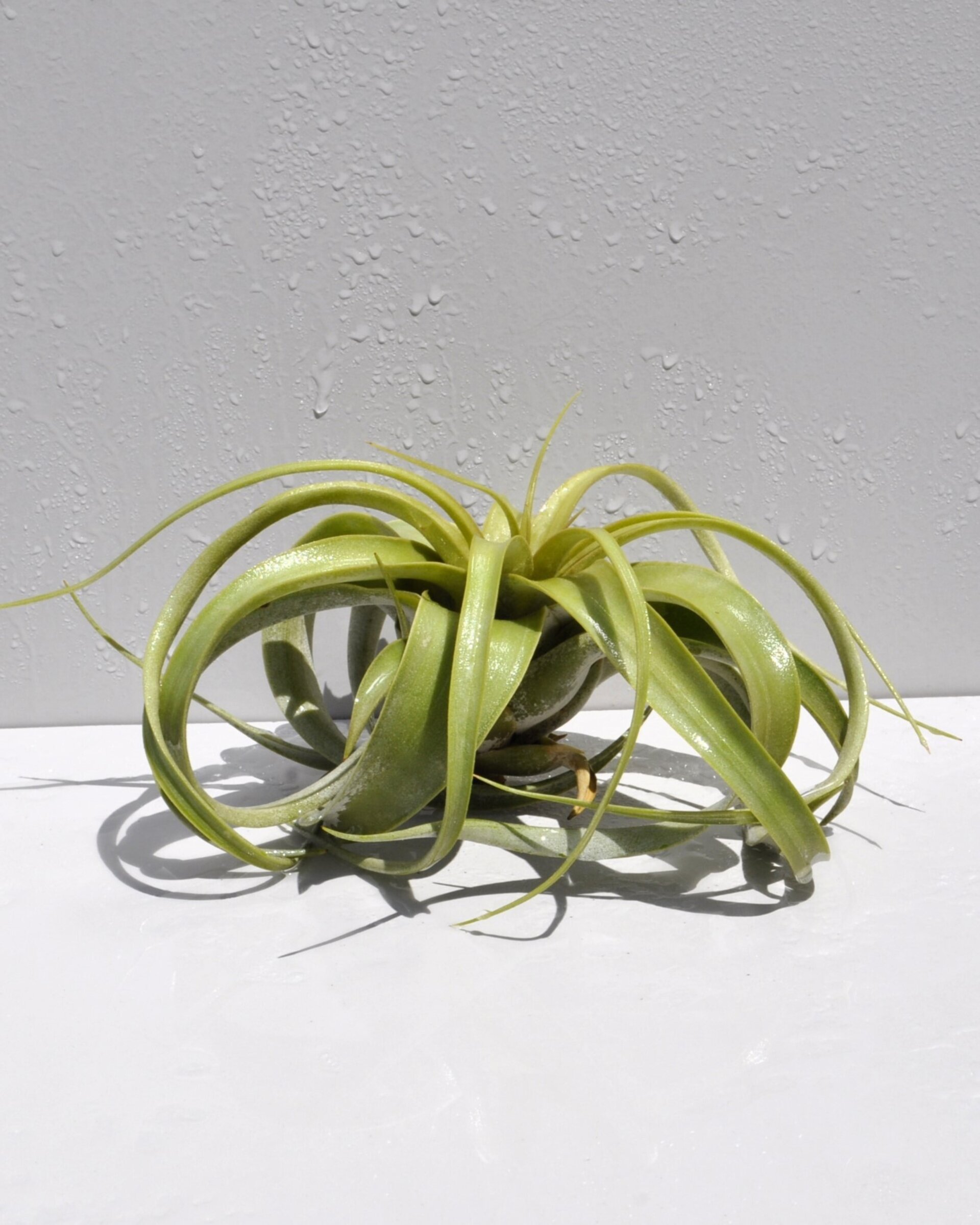 Tillandsia xerographica (pie de gallo) - 5