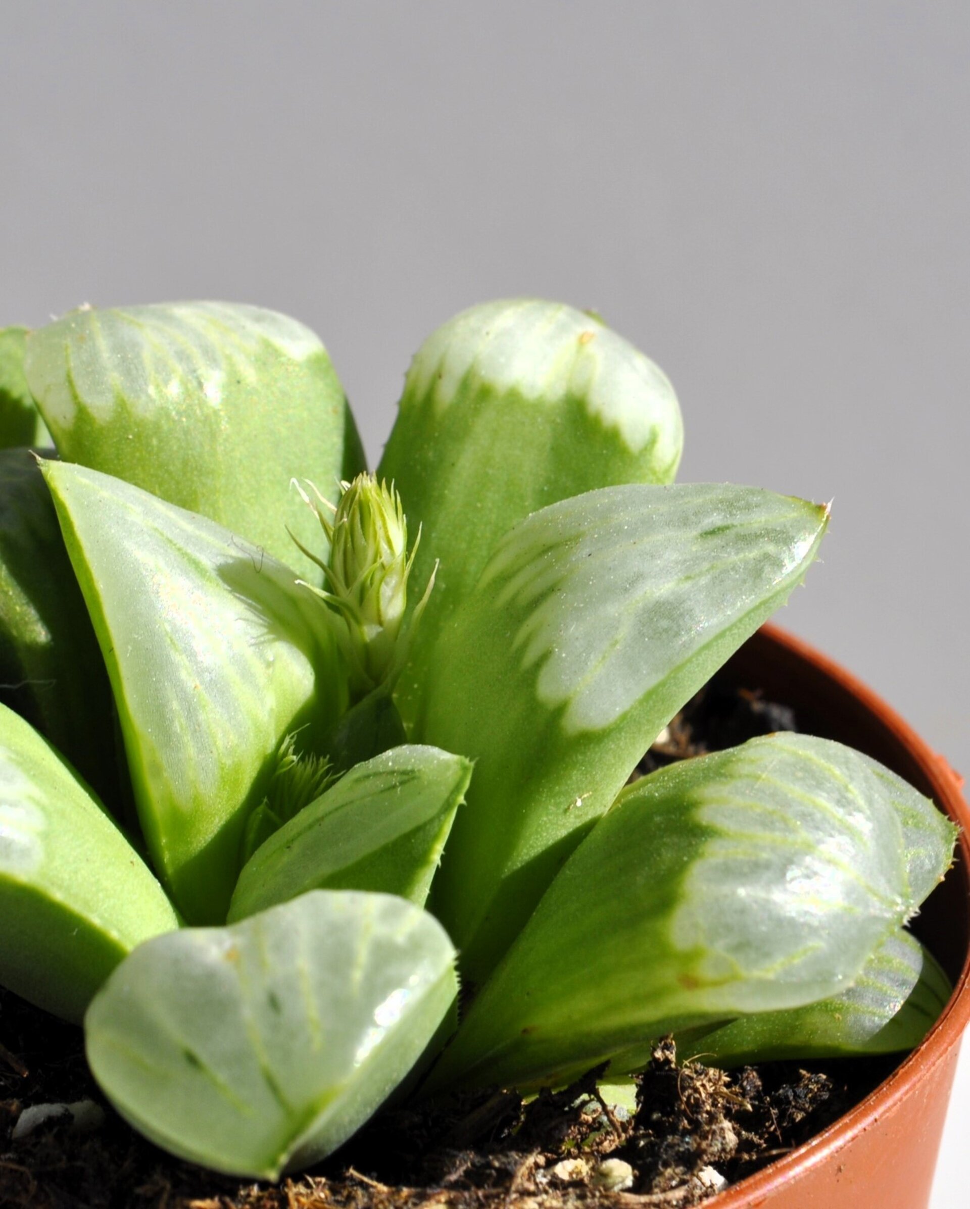 Haworthia 'Byakuya' (estrella de medianoche) - 2