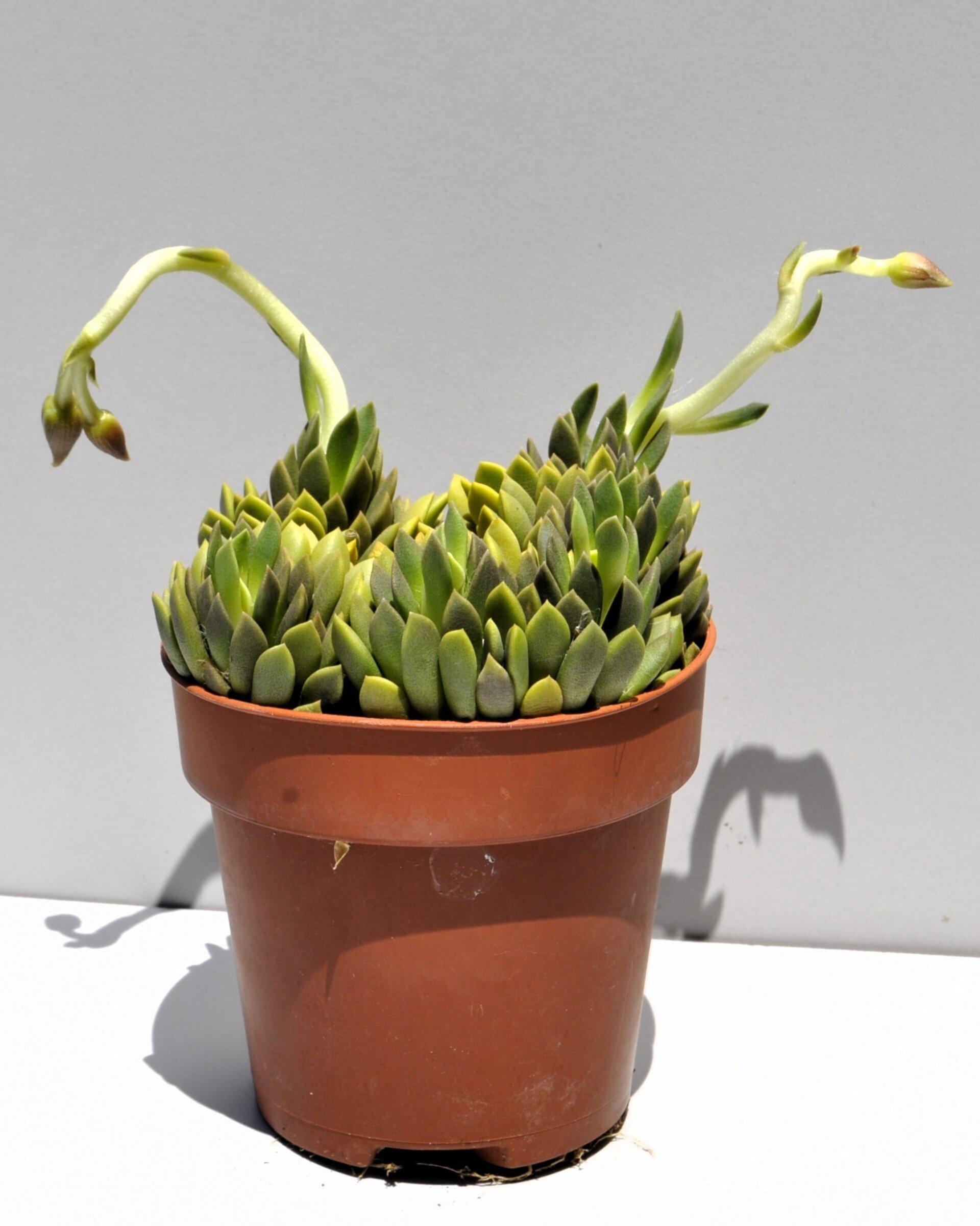Anacampseros marlothii - 2