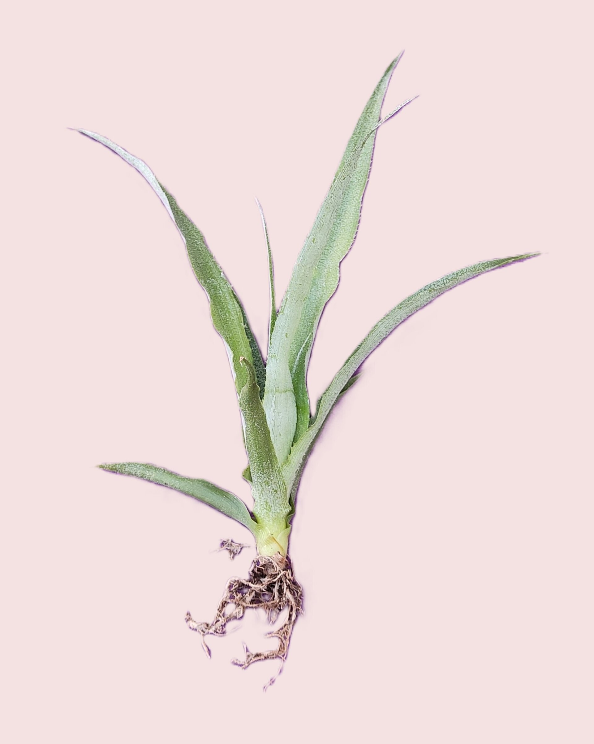 Ananas comosus [small] (piña tropical) - 3