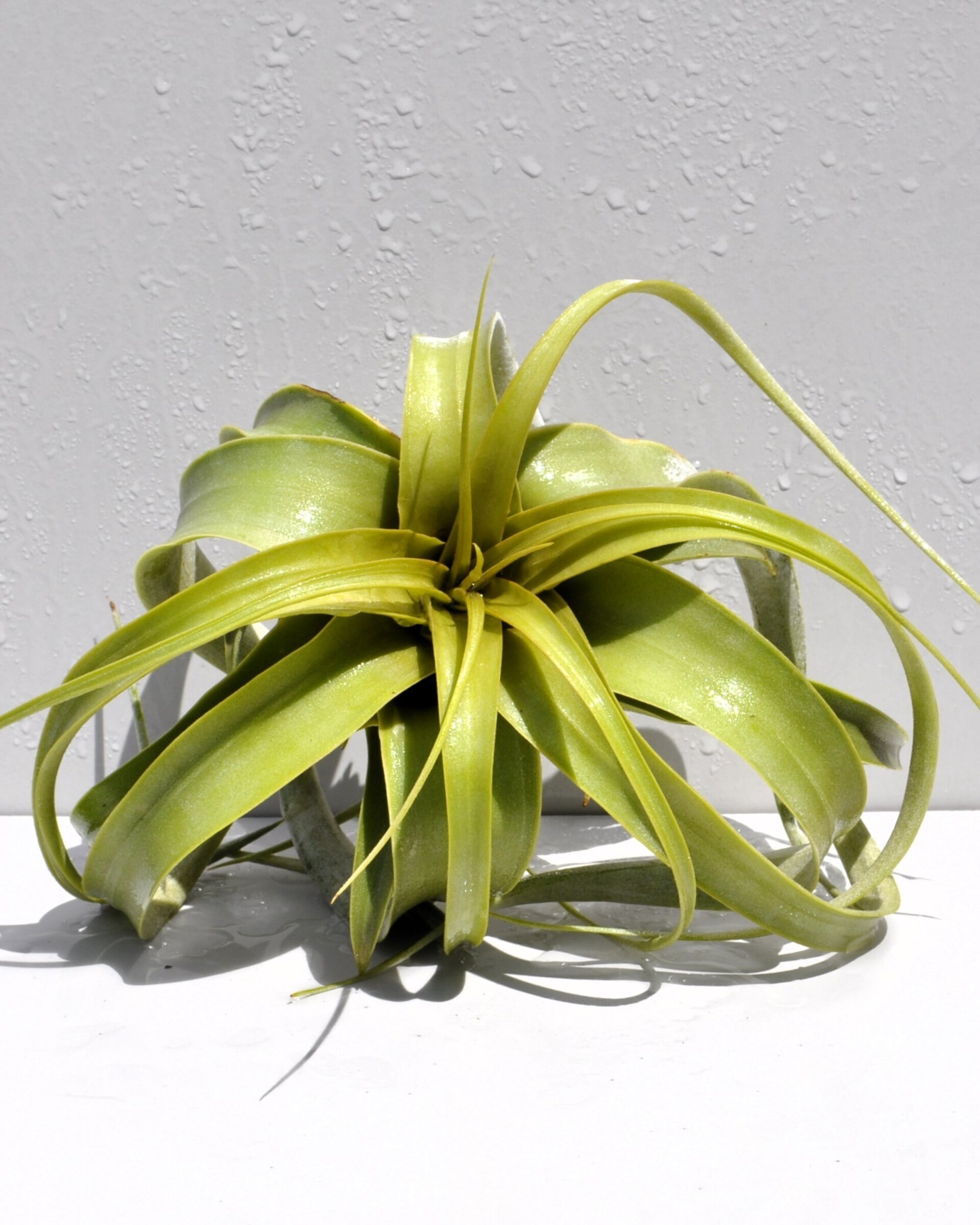 Tillandsia xerographica (pie de gallo) - 7