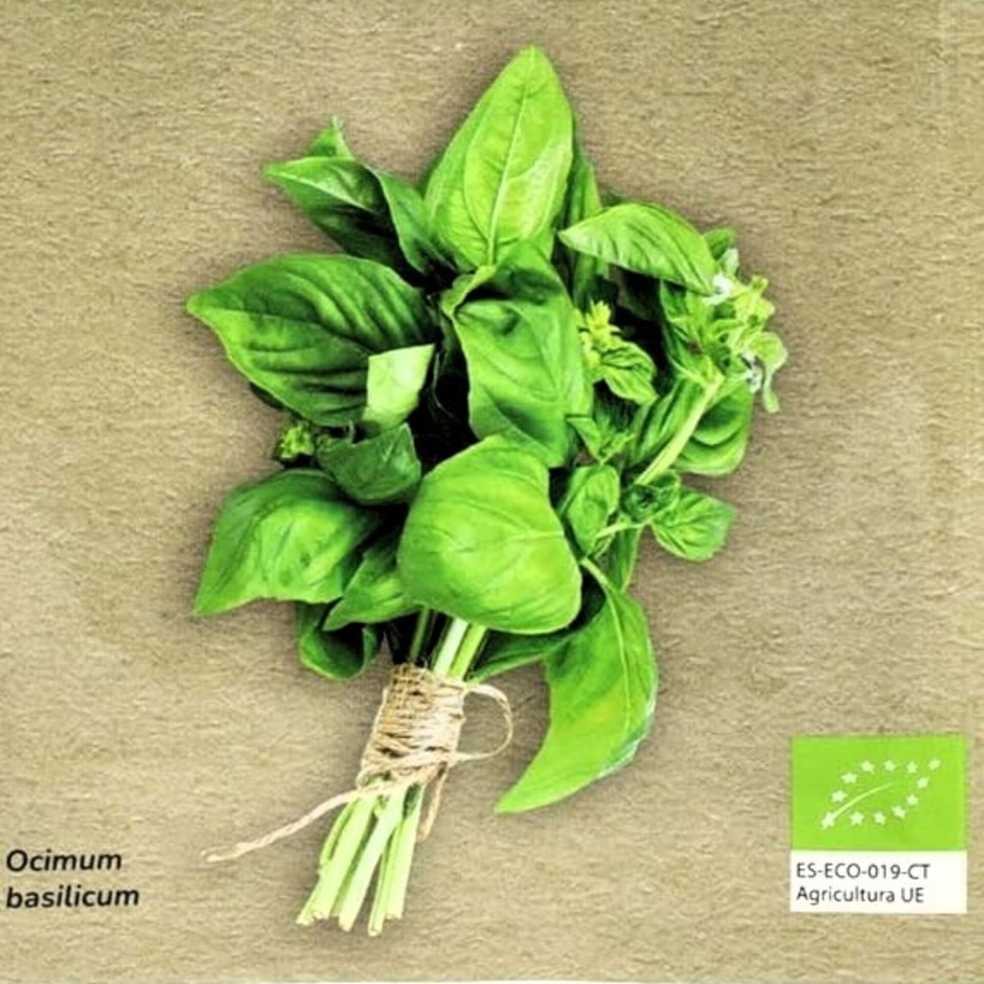 Ocimum basilicum 'Genovesa' (albahaca genovesa hoja grande) Semillas ecológicas - 1