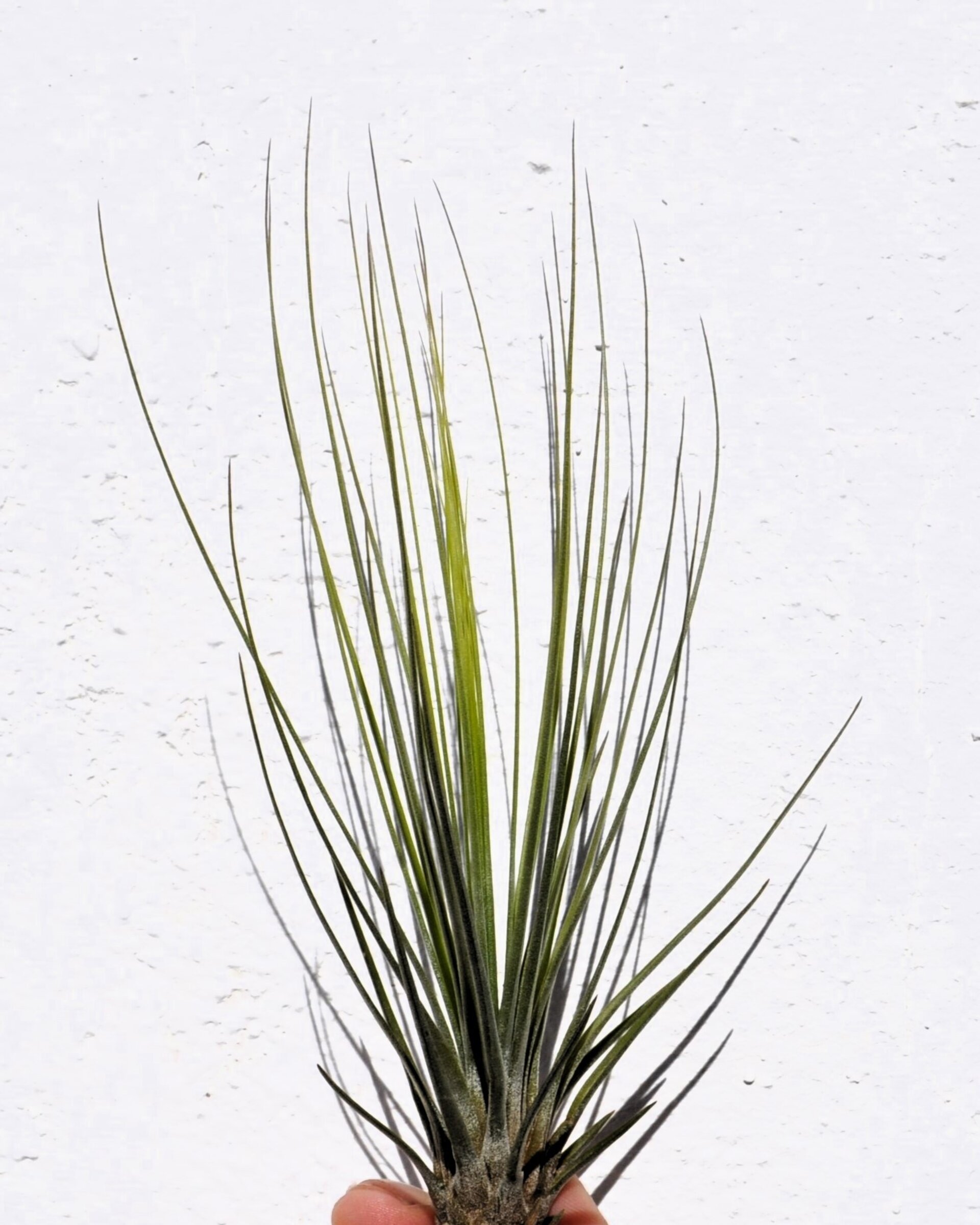 Tillandsia juncifolia - 6
