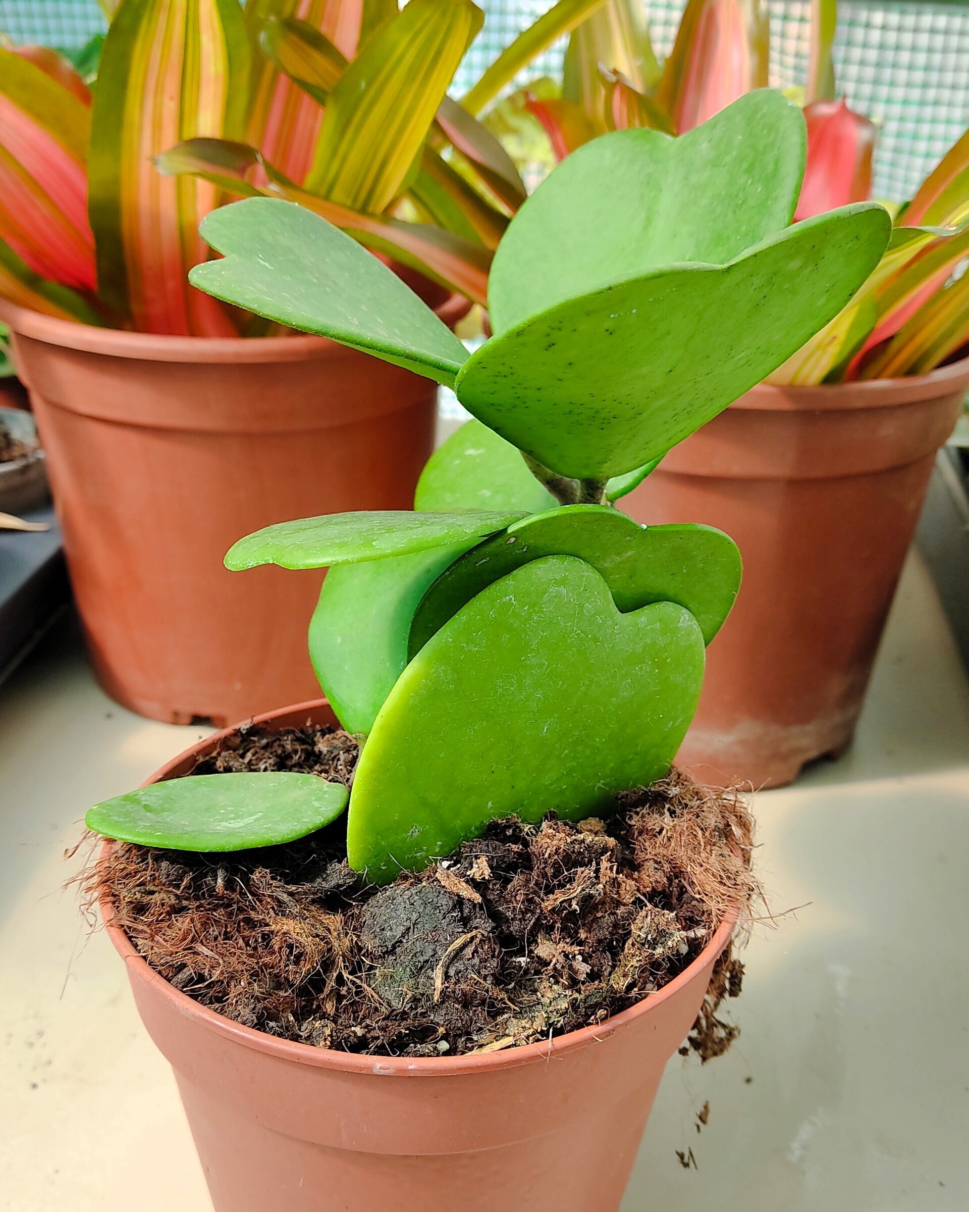 Hoya kerrii [enredadera] (planta corazón enredadera) - 3