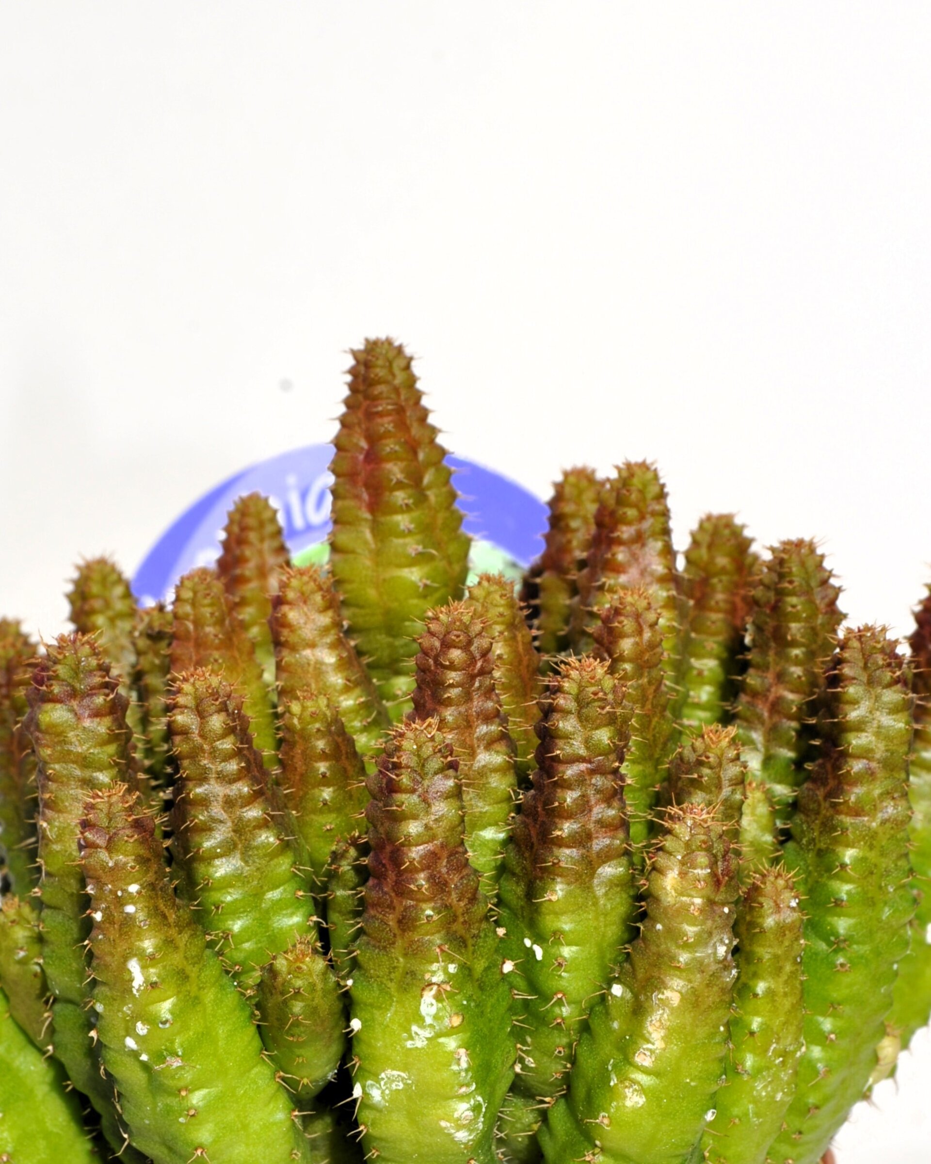 Euphorbia cf. pitica - 5