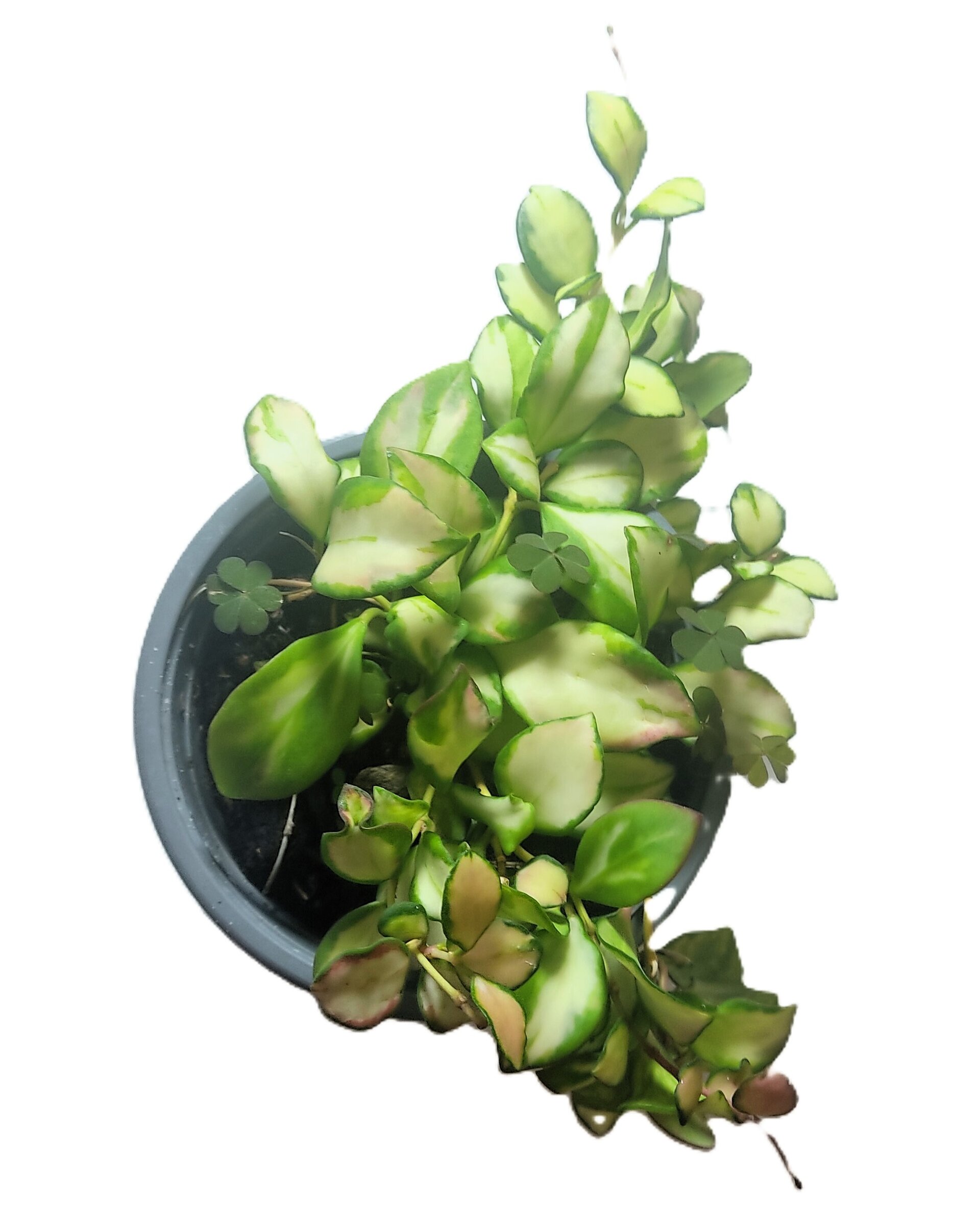 Hoya heuschkeliana 'Variegata' - 3