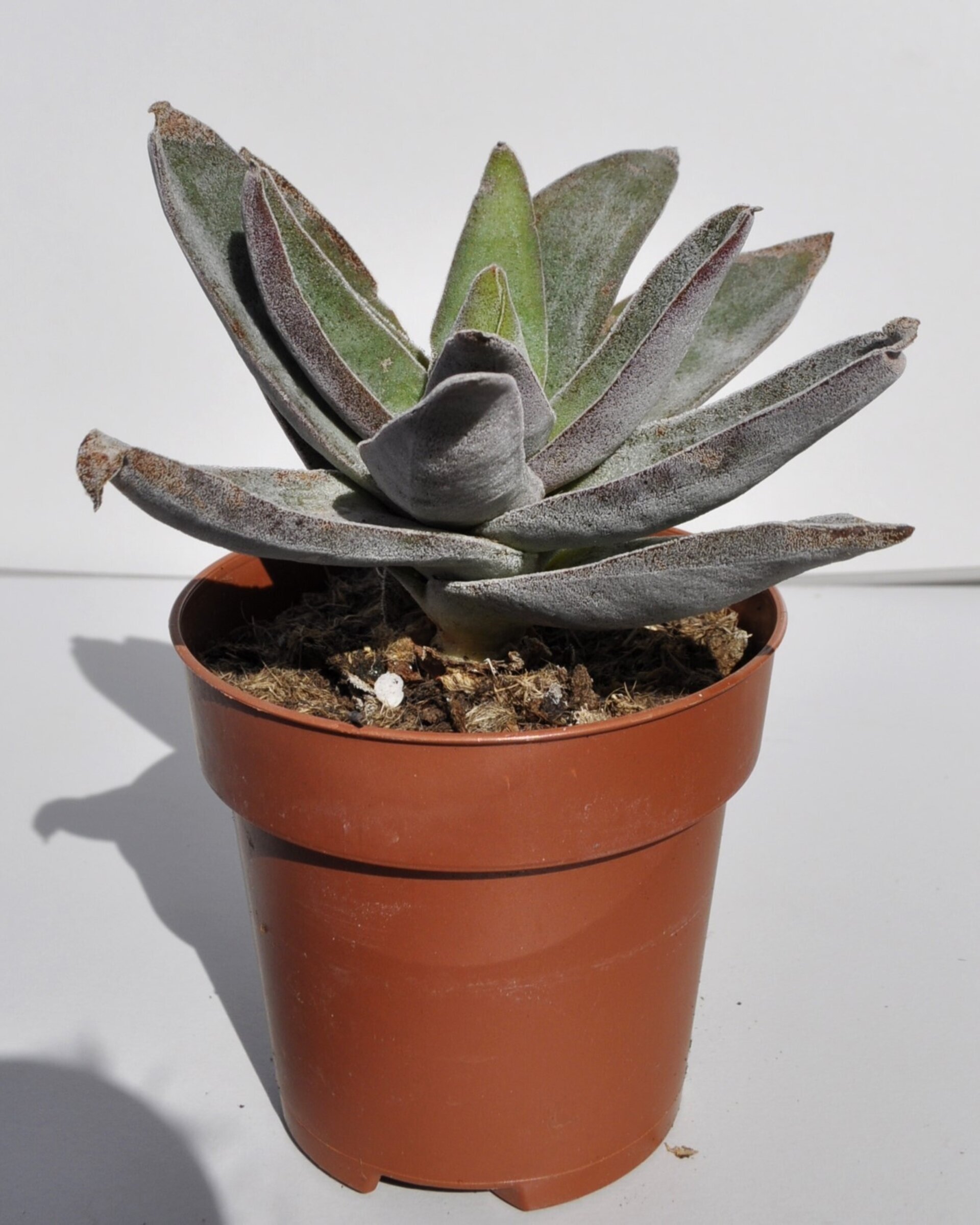 Crassula 'Garnet Lotus' - 2