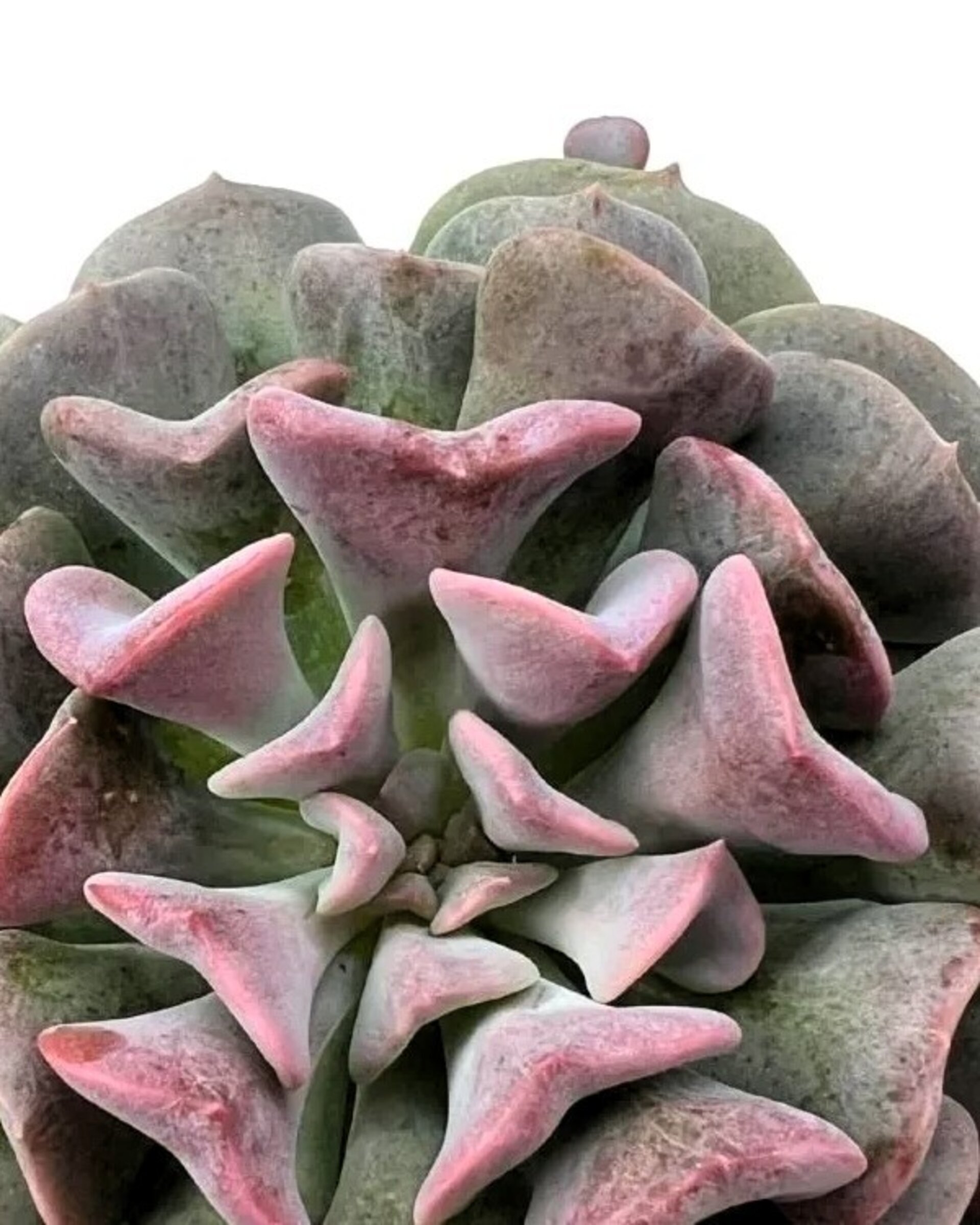 Echeveria ‘Cubic Frost’ - 2