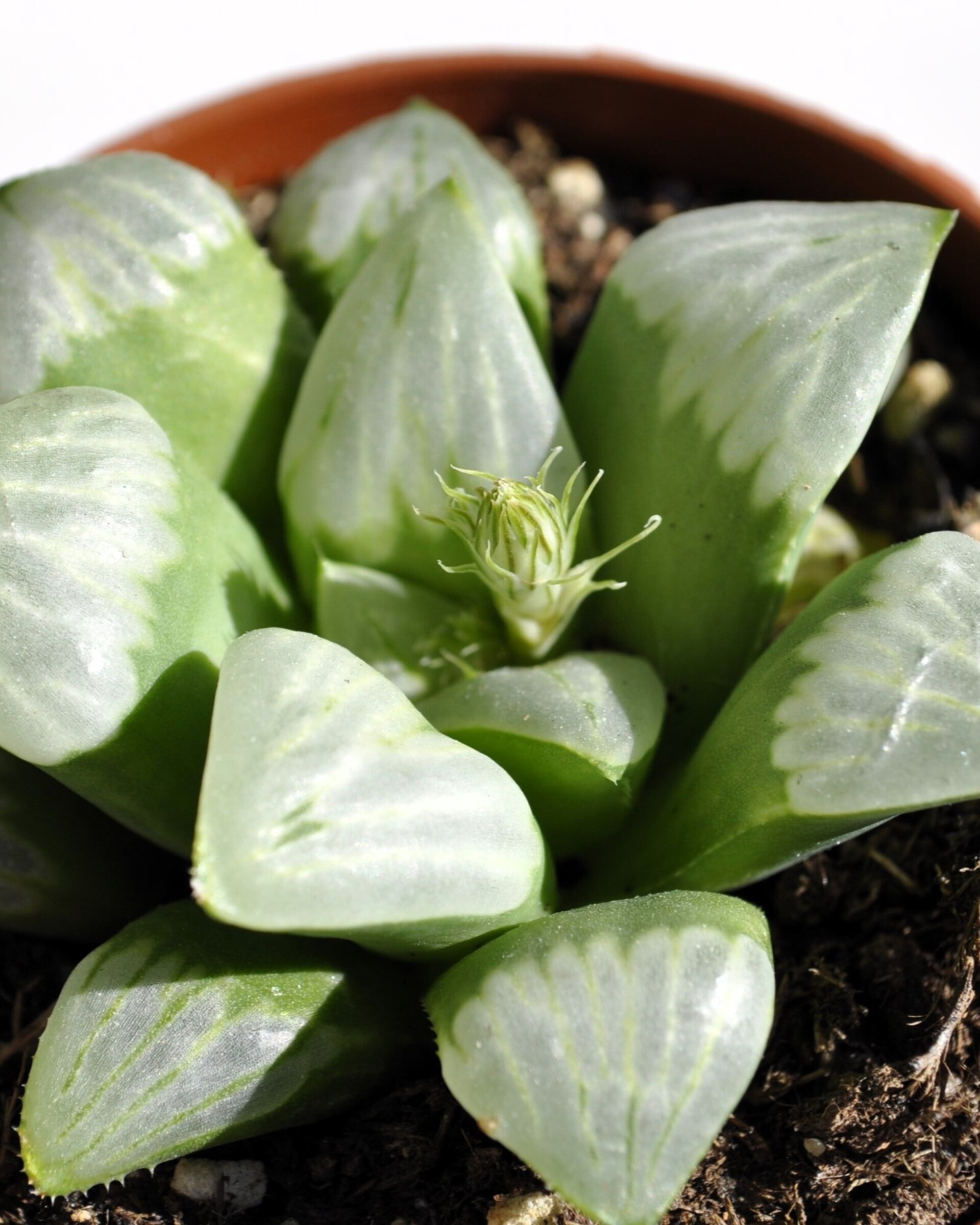Haworthia 'Byakuya' (estrella de medianoche) - 3