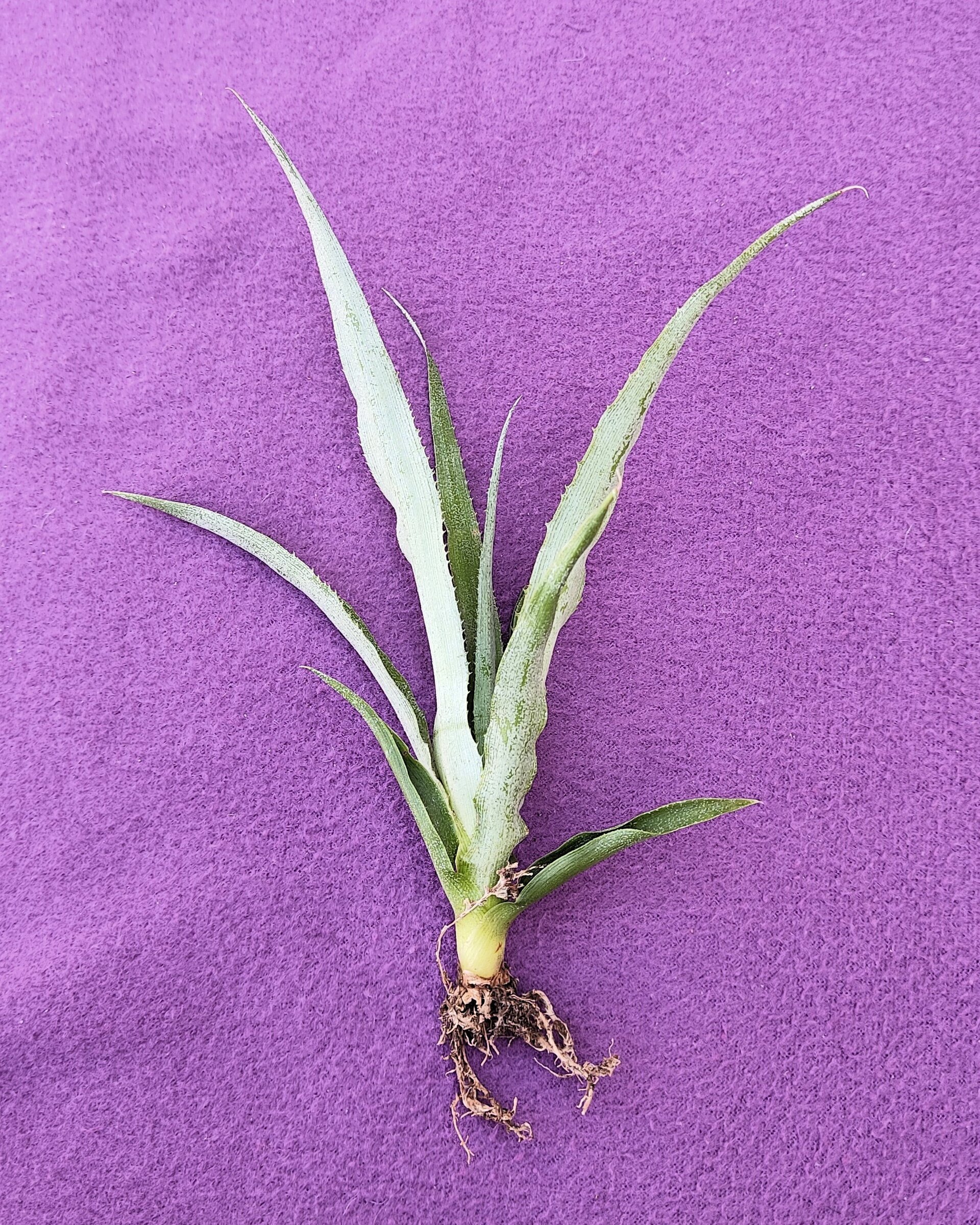 Ananas comosus [mini] (piña tropical) - 6