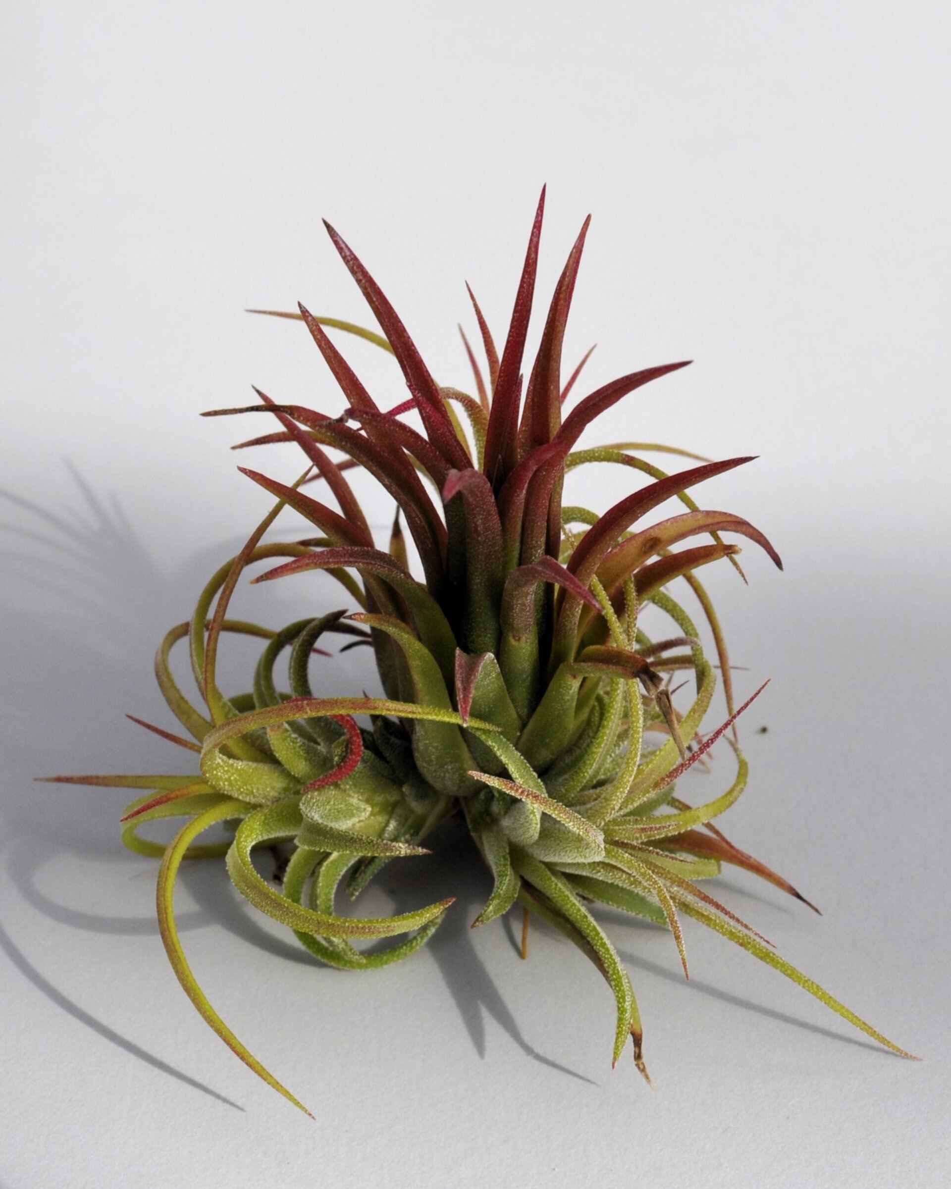 Tillandsia ionantha 'Fuego' - 3