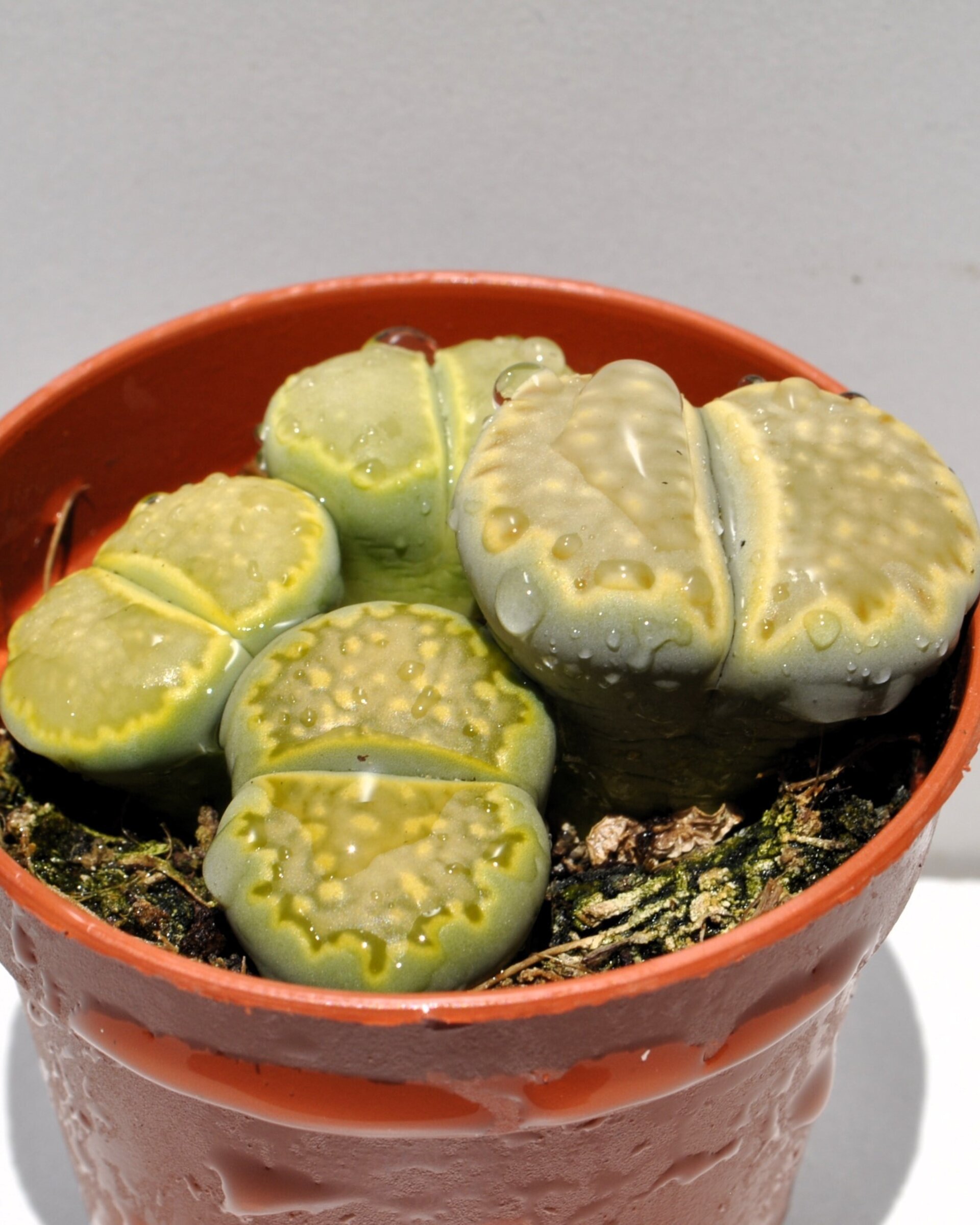 Lithops sp. verdes M 5.5 (planta piedra, piedra viva) - 4