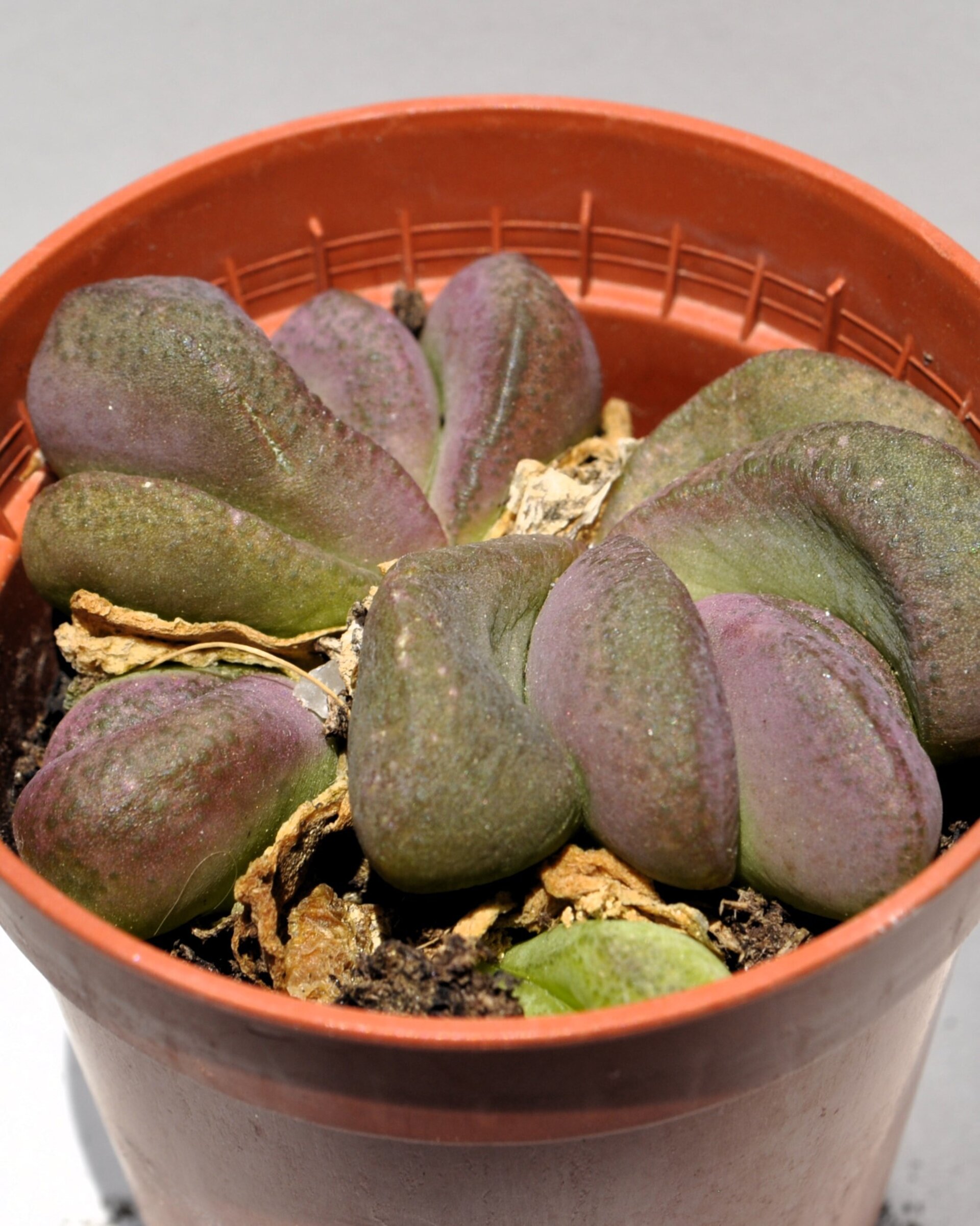 Glottiphyllum pygmaeum M5.5 (lengua de gato) - 1