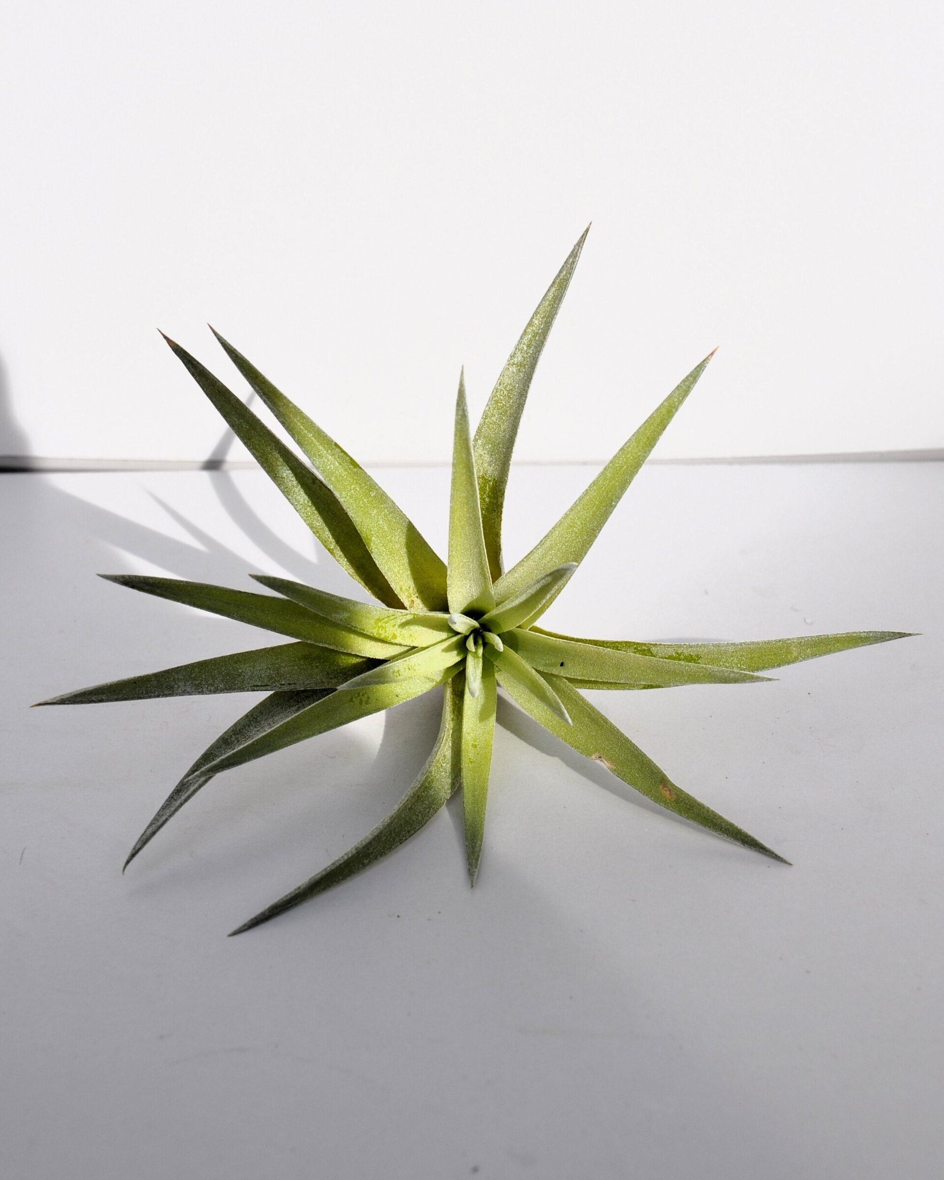 Tillandsia plagiotropica - 3