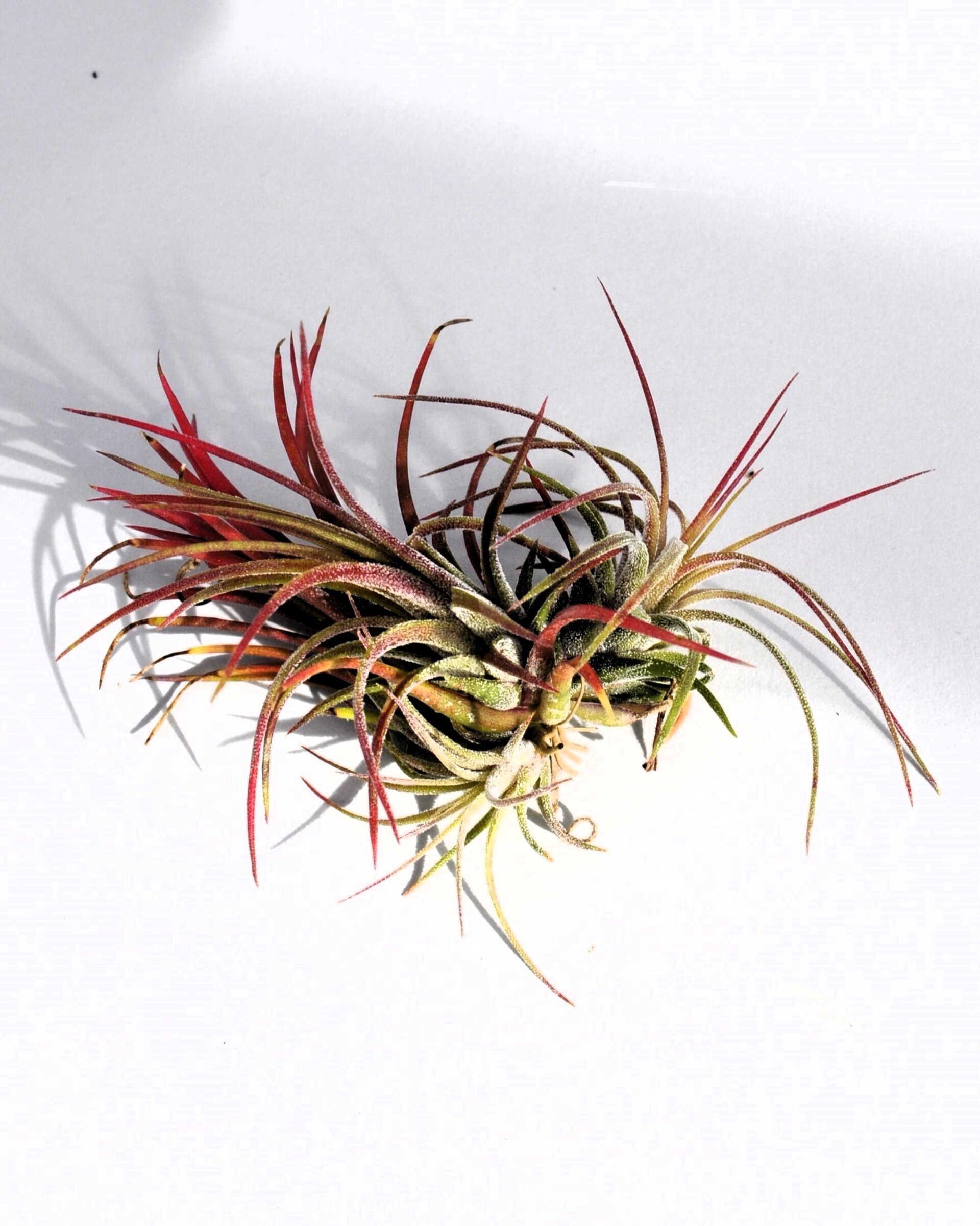 Tillandsia ionantha 'Fuego' - 7