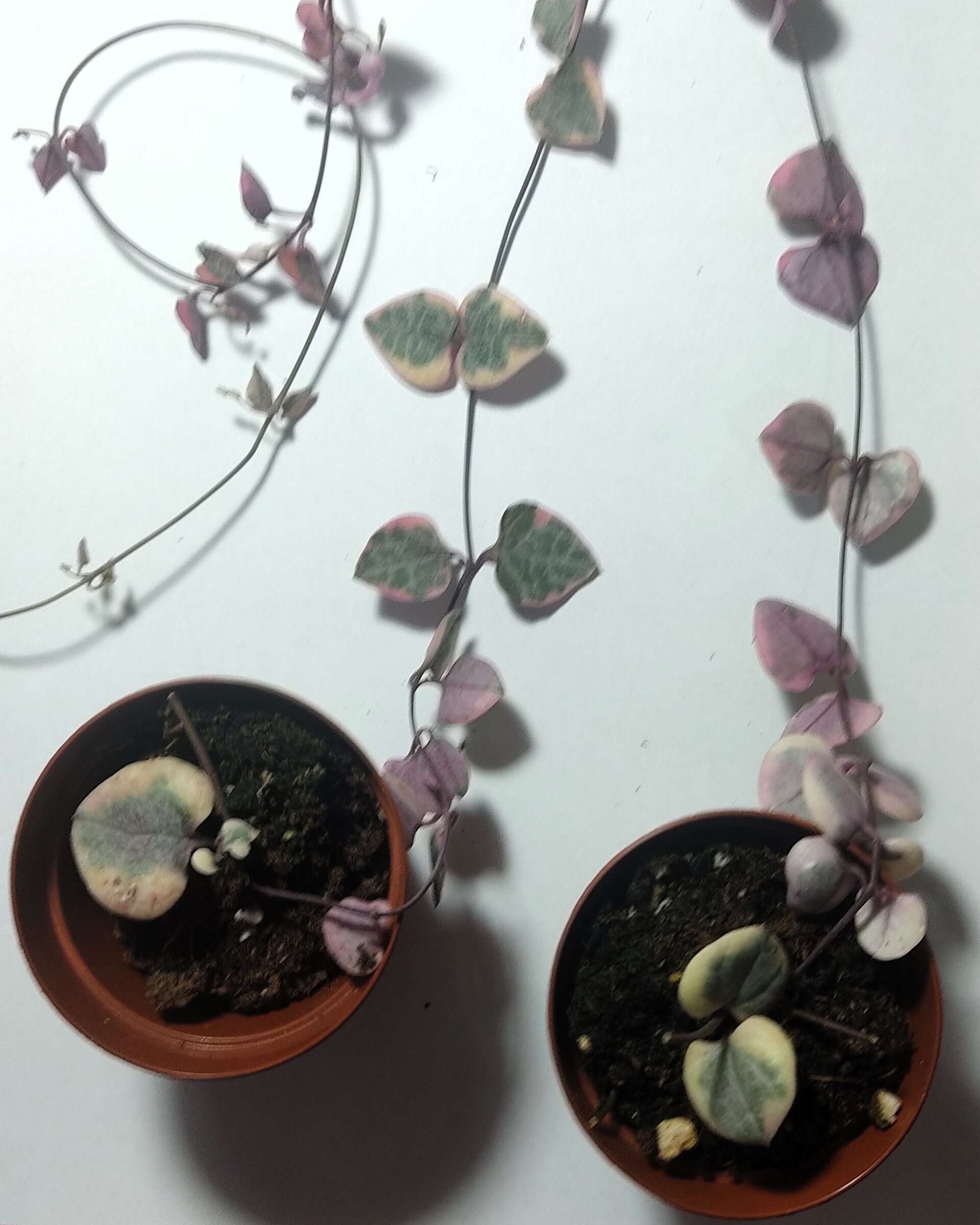 Ceropegia woodii 'Variegata' (rosario de corazones variegado) - 2