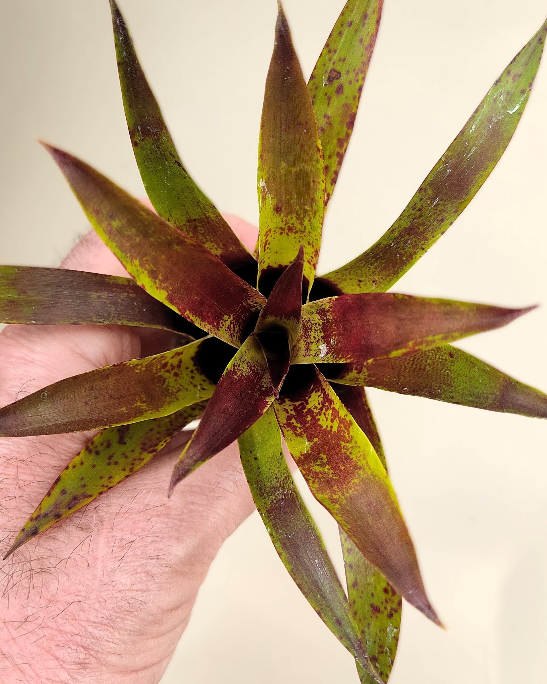 Vriesea lubbersii - 5