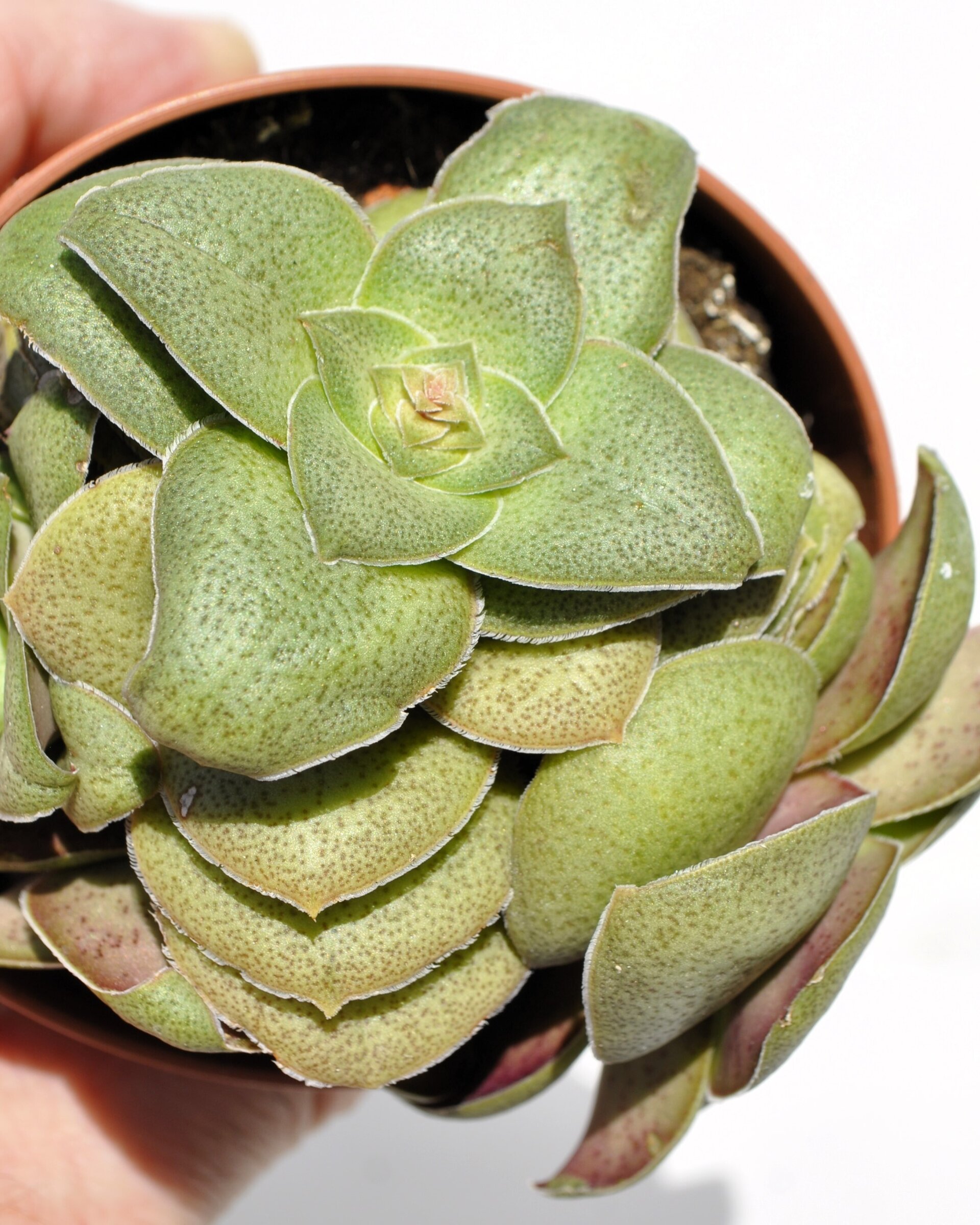 Crassula cf. hemisphaerica - 5
