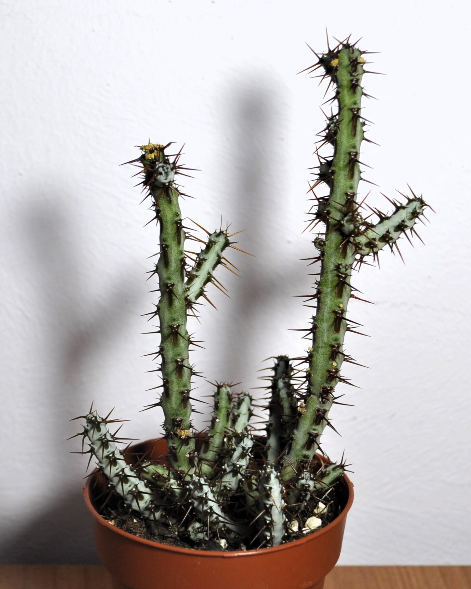 Euphorbia aeruginosa - 4