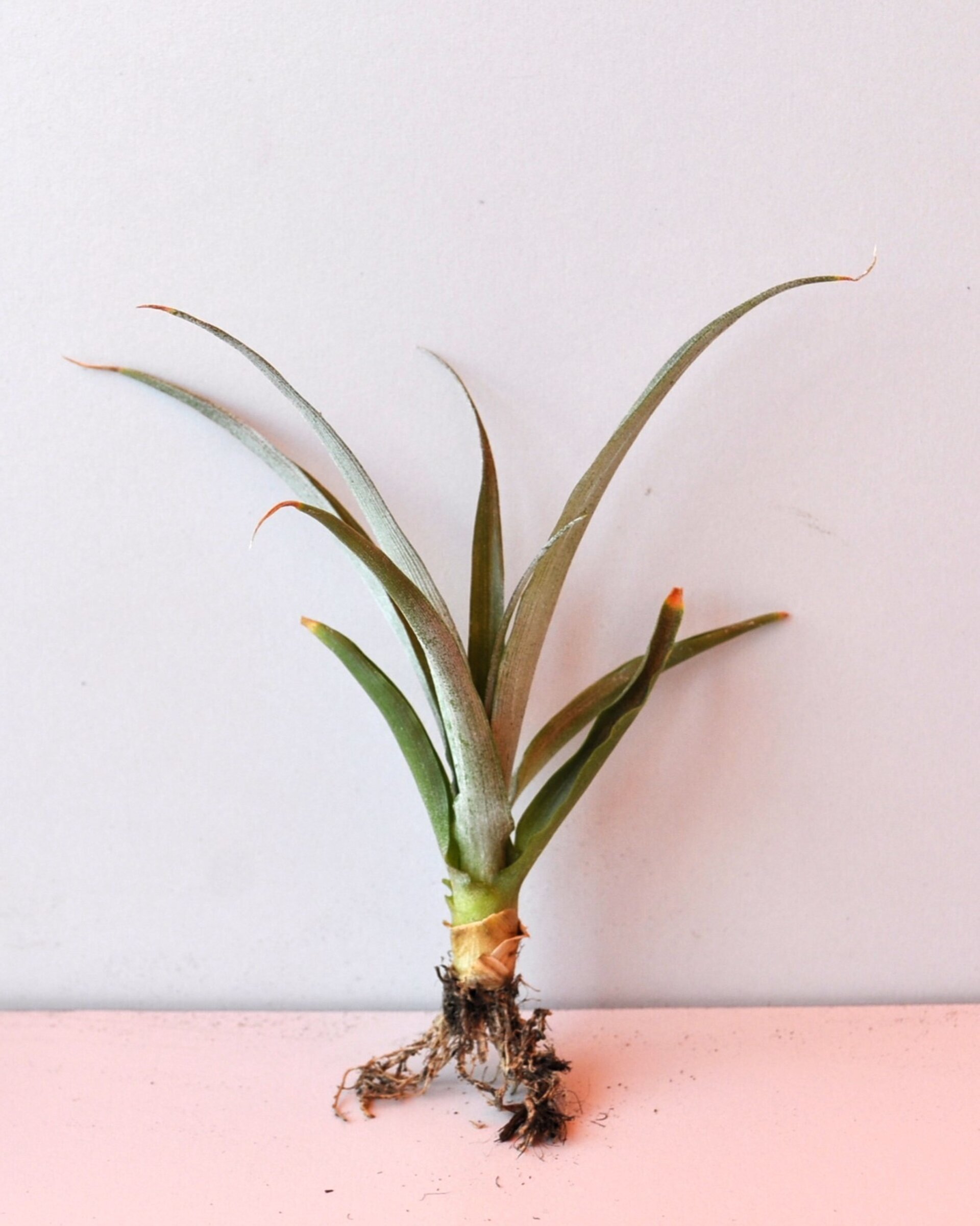 Ananas comosus [mini] (piña tropical) - 7