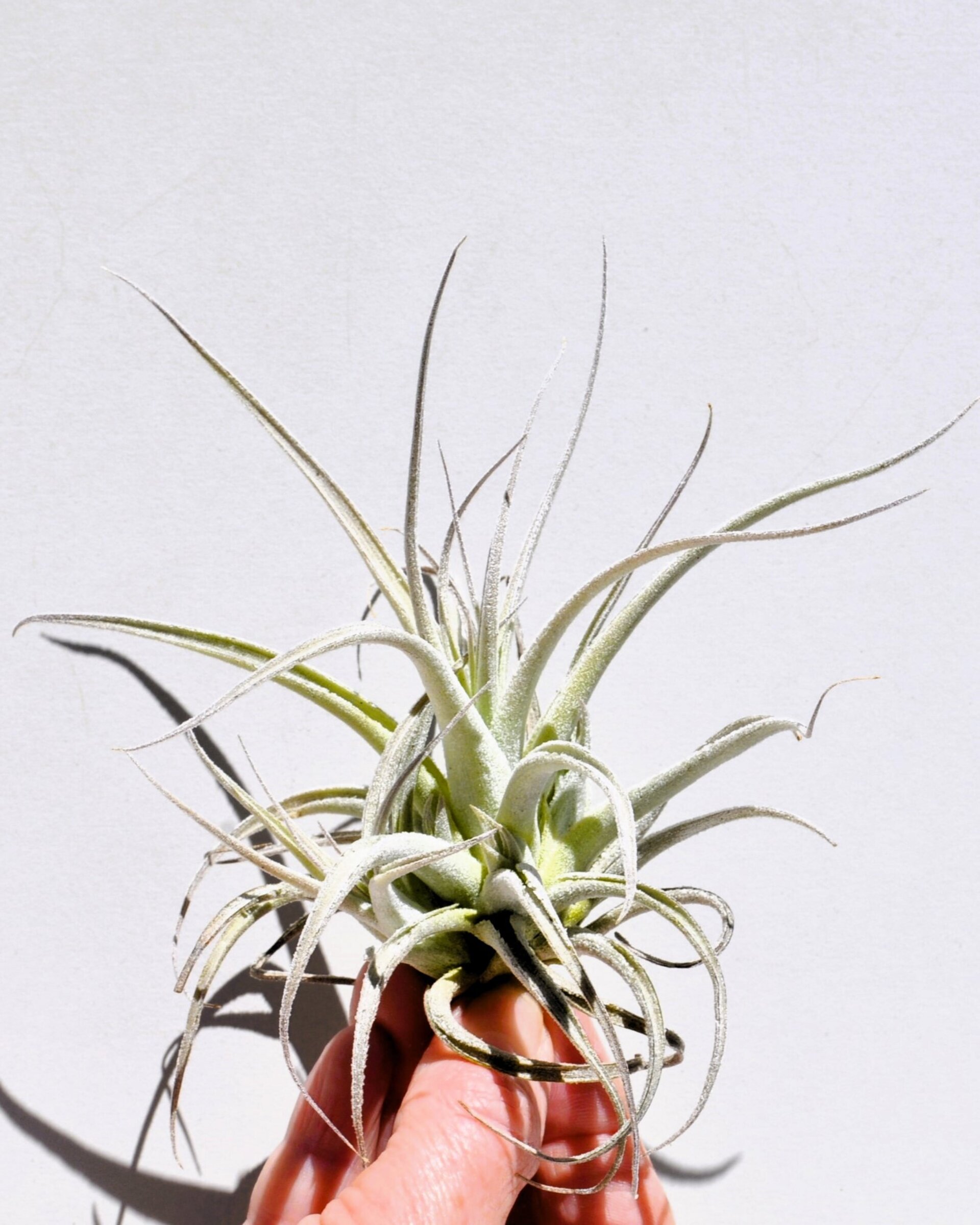 Tillandsia leonamiana - 2
