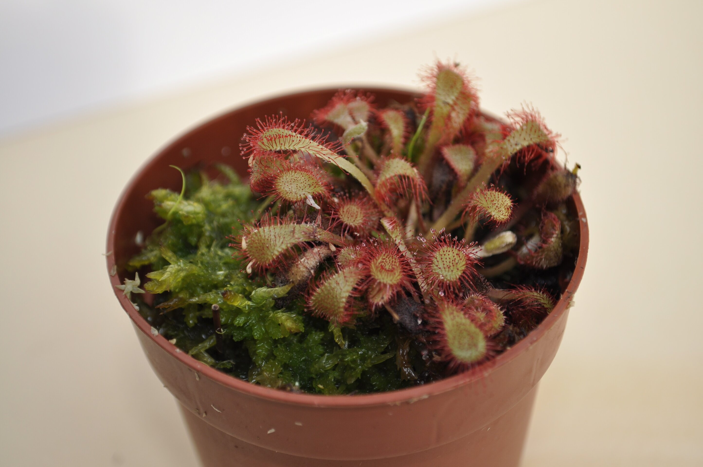 Drosera bostwana - 4