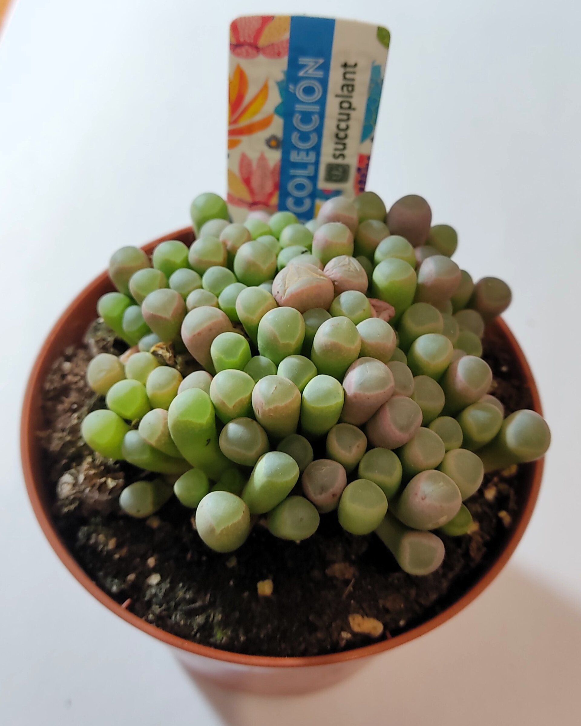 Fenestraria rhopalophylla subsp. rhopalophylla M8.5 (planta ventana [mediana]) - 3