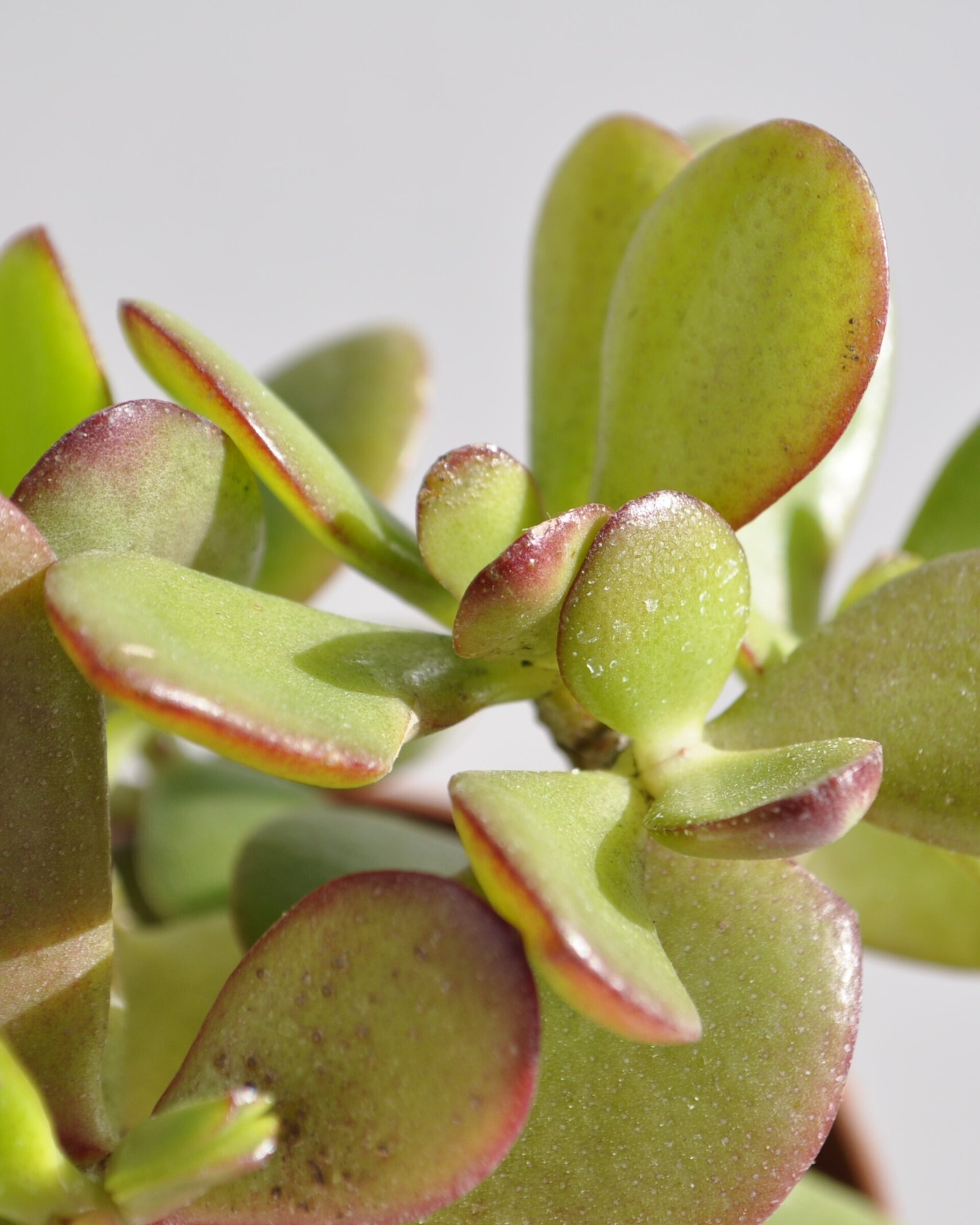 Crassula ovata (árbol de jade) - 6